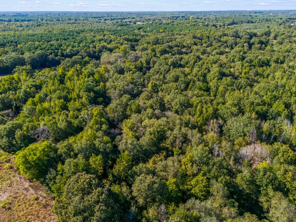 Expansive, undeveloped parcel featuring dense tree coverage