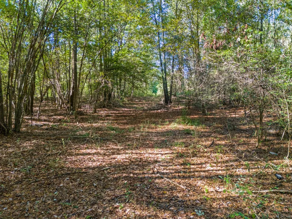 Wooded lot featuring mature trees and natural ground cover