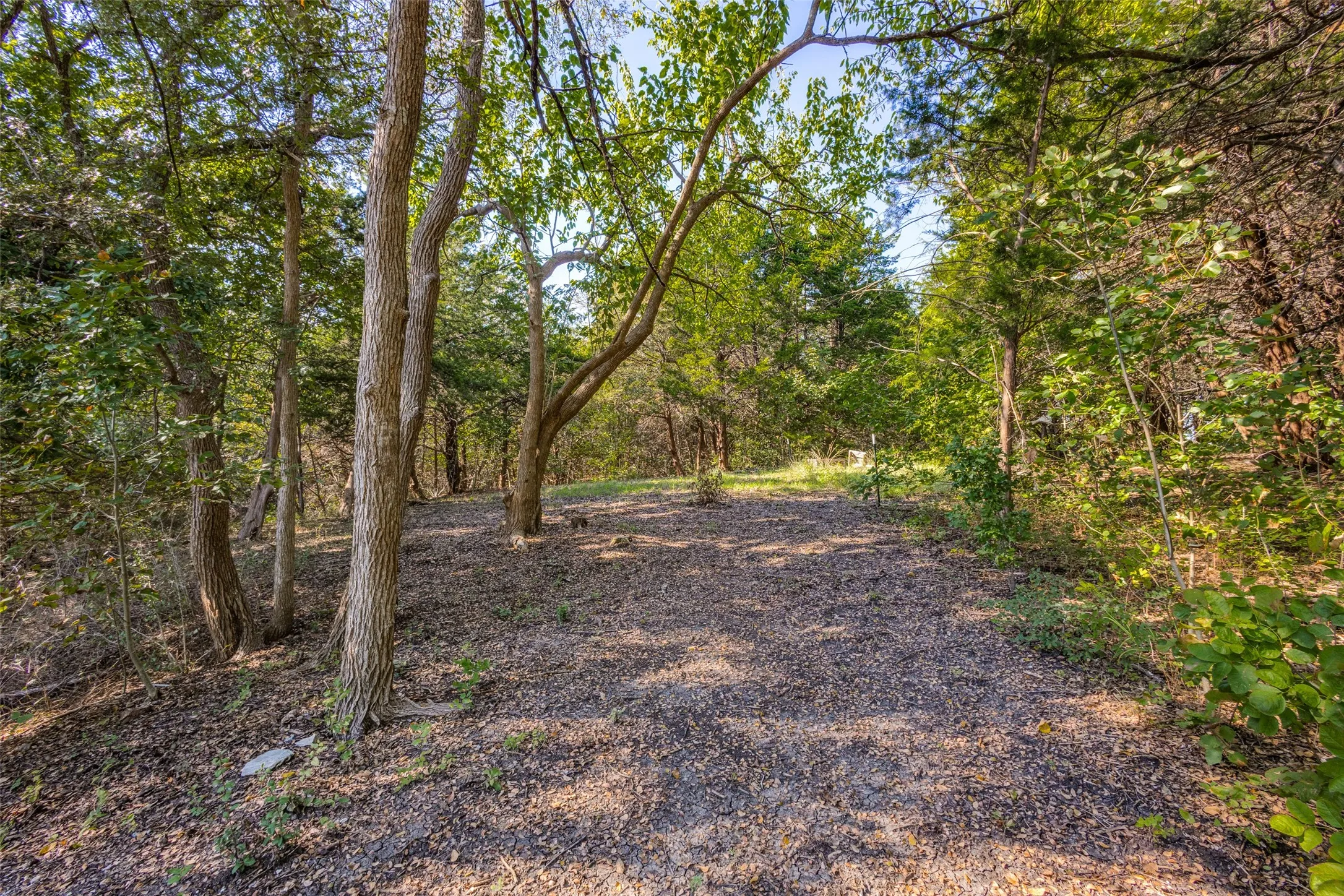 Wooded landscape with mature trees and a natural ground cover