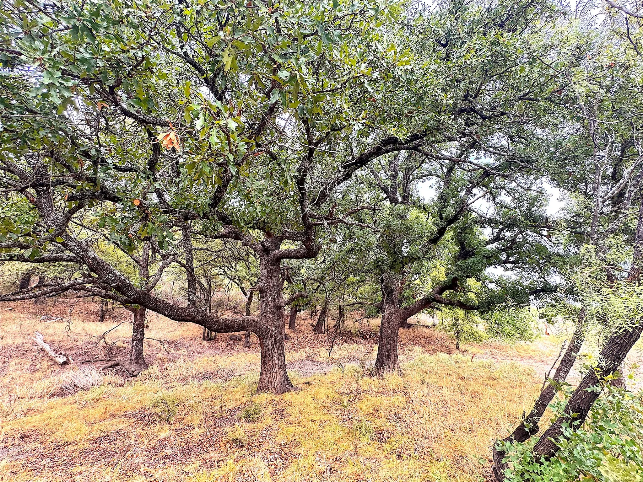 Ranch For Sale in Jack County , TBD Tx-148, Jacksboro, Texas 76458, 0, 0, Garage spaces, 0 Sqft, built in 0, mls#21405019, Real Estate Agent in Jacksboro, Homes For Sale in Jack county, Homes For Sale in Jacksboro, Realtor in Jacksboro Texas, Real Estate Brokerage Independent Realty Texas, Luminita Cordes Realtor