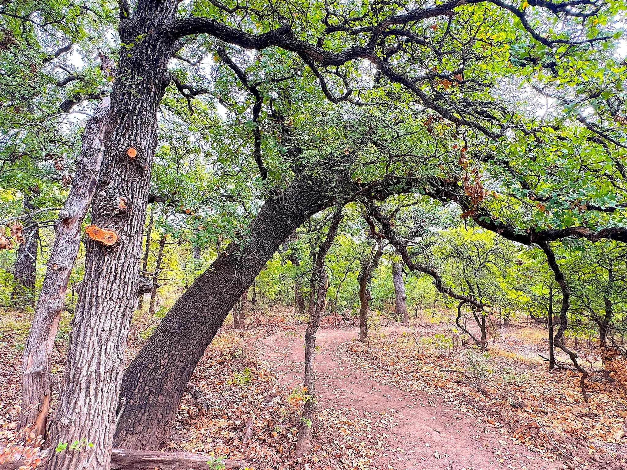 Ranch For Sale in Jack County , TBD Tx-148, Jacksboro, Texas 76458, 0, 0, Garage spaces, 0 Sqft, built in 0, mls#21405019, Real Estate Agent in Jacksboro, Homes For Sale in Jack county, Homes For Sale in Jacksboro, Realtor in Jacksboro Texas, Real Estate Brokerage Independent Realty Texas, Luminita Cordes Realtor