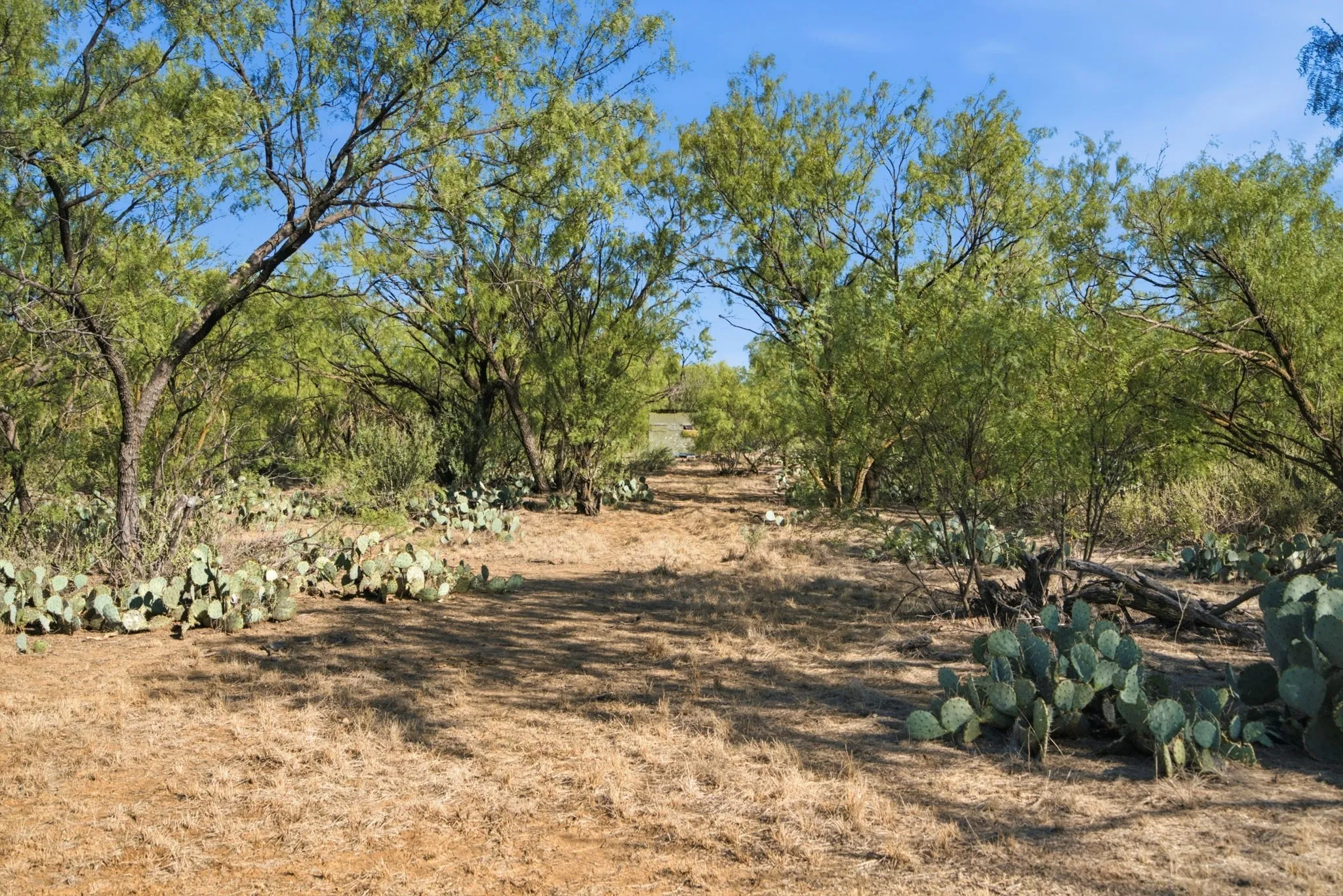 Farm For Sale in Throckmorton County , 3983 N 183 Highway, Woodson, Texas 76491, 1 Bedroom, 1 Bathroom, Garage spaces, 972 Sqft, built in 2016, mls#21408292, Real Estate Agent in Woodson, Homes For Sale in Throckmorton county, Homes For Sale in Woodson, Realtor in Woodson Texas, Real Estate Brokerage Independent Realty Texas, Luminita Cordes Realtor