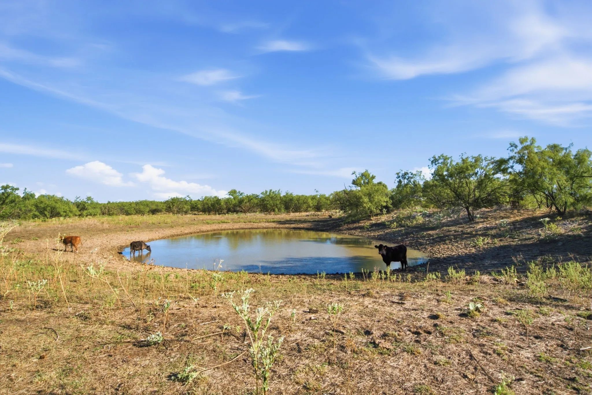 Farm For Sale in Throckmorton County , 3983 N 183 Highway, Woodson, Texas 76491, 1 Bedroom, 1 Bathroom, Garage spaces, 972 Sqft, built in 2016, mls#21408292, Real Estate Agent in Woodson, Homes For Sale in Throckmorton county, Homes For Sale in Woodson, Realtor in Woodson Texas, Real Estate Brokerage Independent Realty Texas, Luminita Cordes Realtor