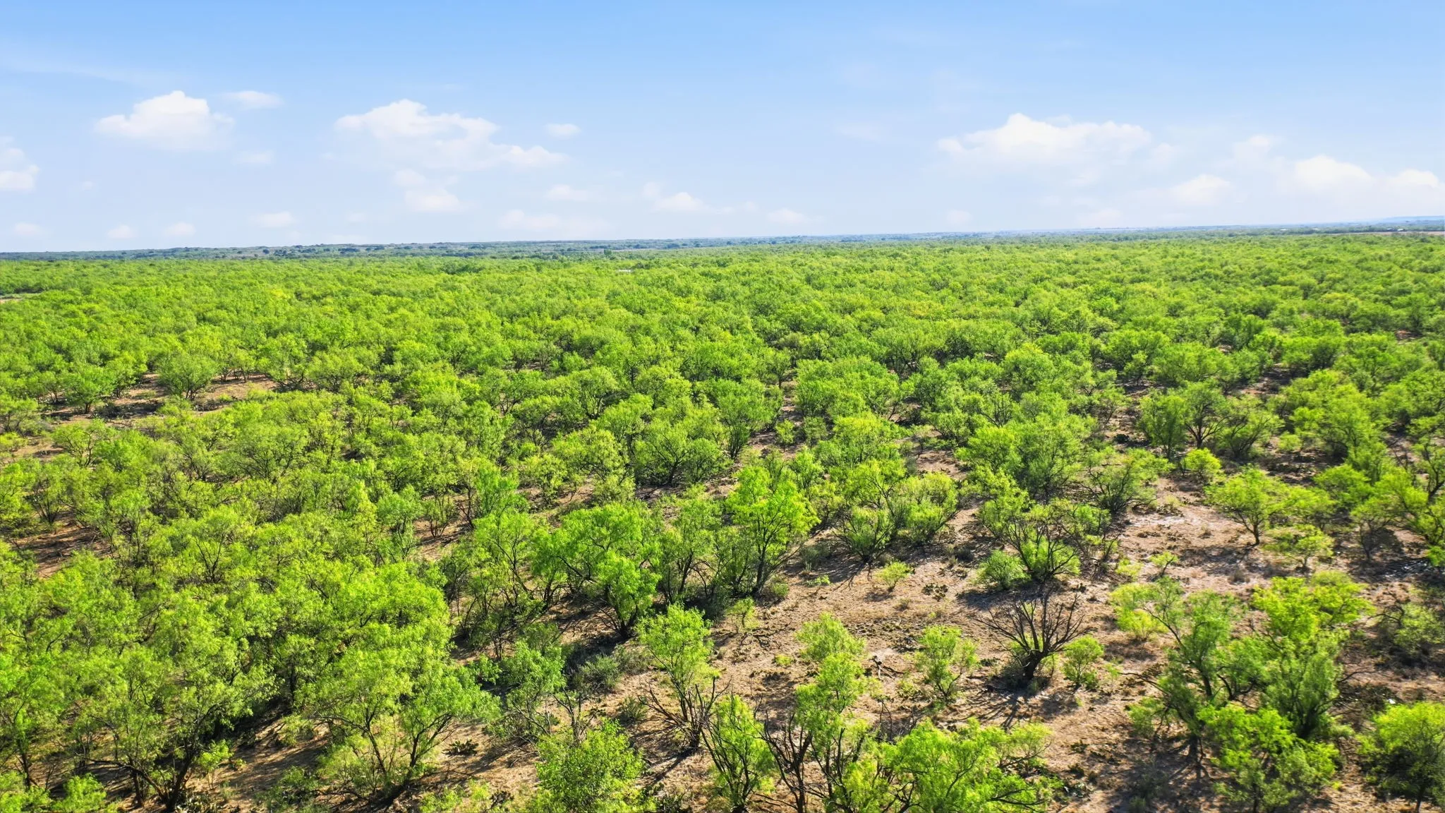 Farm For Sale in Throckmorton County , 3983 N 183 Highway, Woodson, Texas 76491, 1 Bedroom, 1 Bathroom, Garage spaces, 972 Sqft, built in 2016, mls#21408292, Real Estate Agent in Woodson, Homes For Sale in Throckmorton county, Homes For Sale in Woodson, Realtor in Woodson Texas, Real Estate Brokerage Independent Realty Texas, Luminita Cordes Realtor