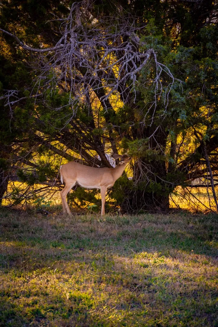 Improved Land For Sale in Palo Pinto County , 2023 Jesse's Run Rd, Graford, Texas 76449, 0, 0, Garage spaces, 0 Sqft, built in 0, mls#21408671, Real Estate Agent in Graford, Homes For Sale in Palo Pinto county, Homes For Sale in Graford, Realtor in Graford Texas, Real Estate Brokerage Independent Realty Texas, Luminita Cordes Realtor