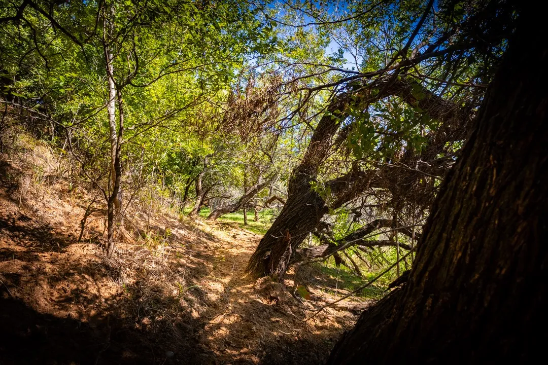 Improved Land For Sale in Palo Pinto County , 2023 Jesse's Run Rd, Graford, Texas 76449, 0, 0, Garage spaces, 0 Sqft, built in 0, mls#21408671, Real Estate Agent in Graford, Homes For Sale in Palo Pinto county, Homes For Sale in Graford, Realtor in Graford Texas, Real Estate Brokerage Independent Realty Texas, Luminita Cordes Realtor