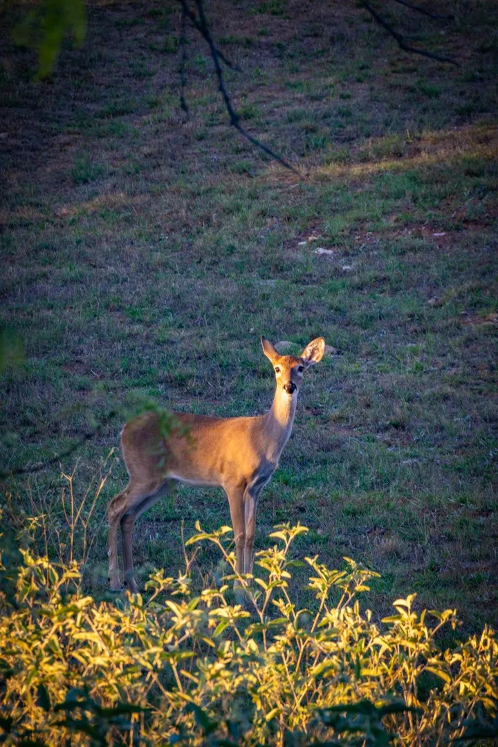 Improved Land For Sale in Palo Pinto County , 2023 Jesse's Run Rd, Graford, Texas 76449, 0, 0, Garage spaces, 0 Sqft, built in 0, mls#21408671, Real Estate Agent in Graford, Homes For Sale in Palo Pinto county, Homes For Sale in Graford, Realtor in Graford Texas, Real Estate Brokerage Independent Realty Texas, Luminita Cordes Realtor