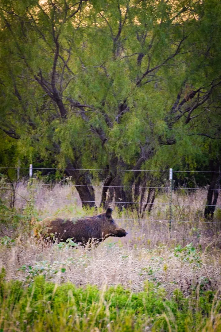 Unimproved Land For Sale in Palo Pinto County , 2025 Jesses Run Road, Graford, Texas 76449, 0, 0, Garage spaces, 0 Sqft, built in 0, mls#21408666, Real Estate Agent in Graford, Homes For Sale in Palo Pinto county, Homes For Sale in Graford, Realtor in Graford Texas, Real Estate Brokerage Independent Realty Texas, Luminita Cordes Realtor