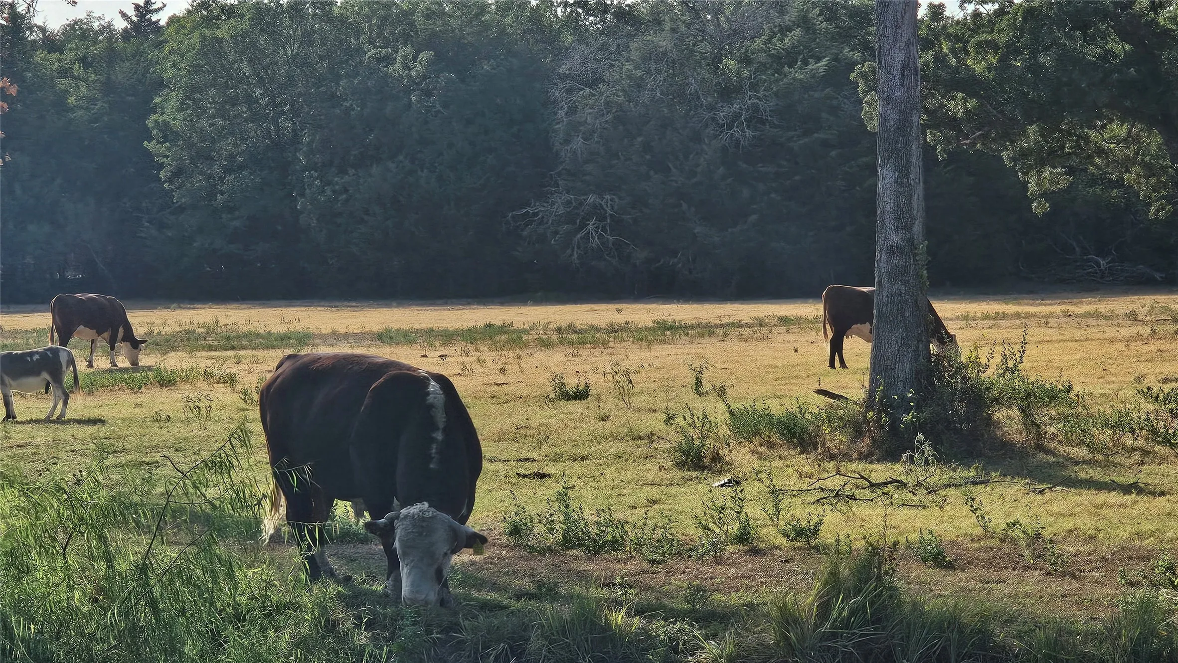 Sample scene in the area showing country-living lifestyle.