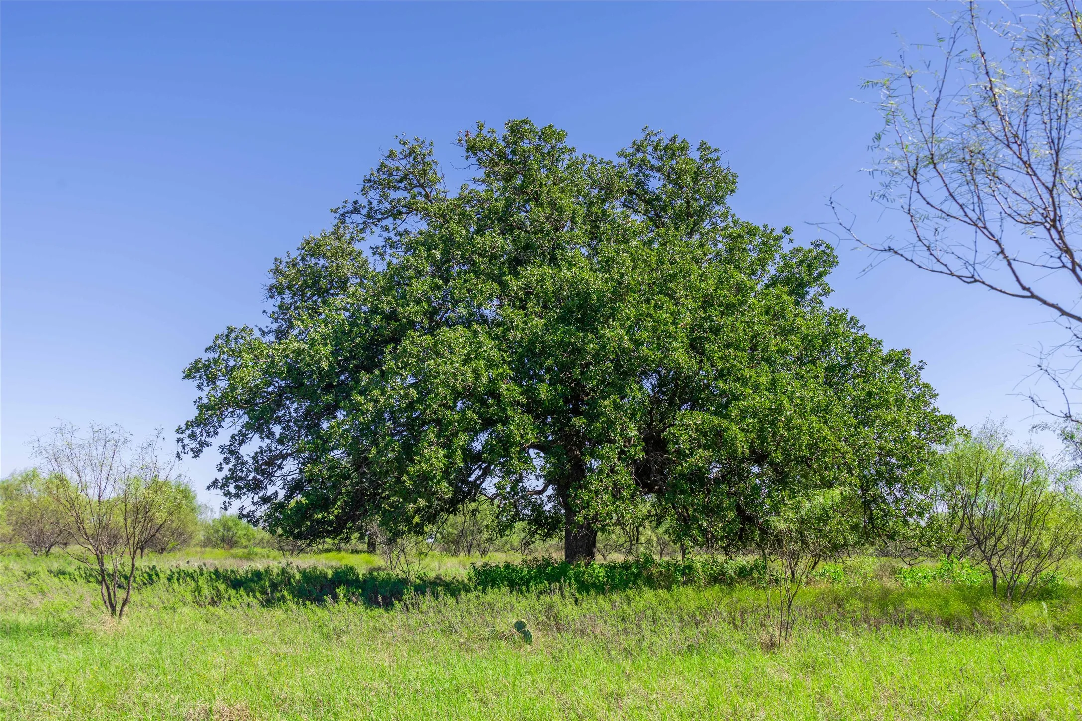 Mature Hardwood Trees