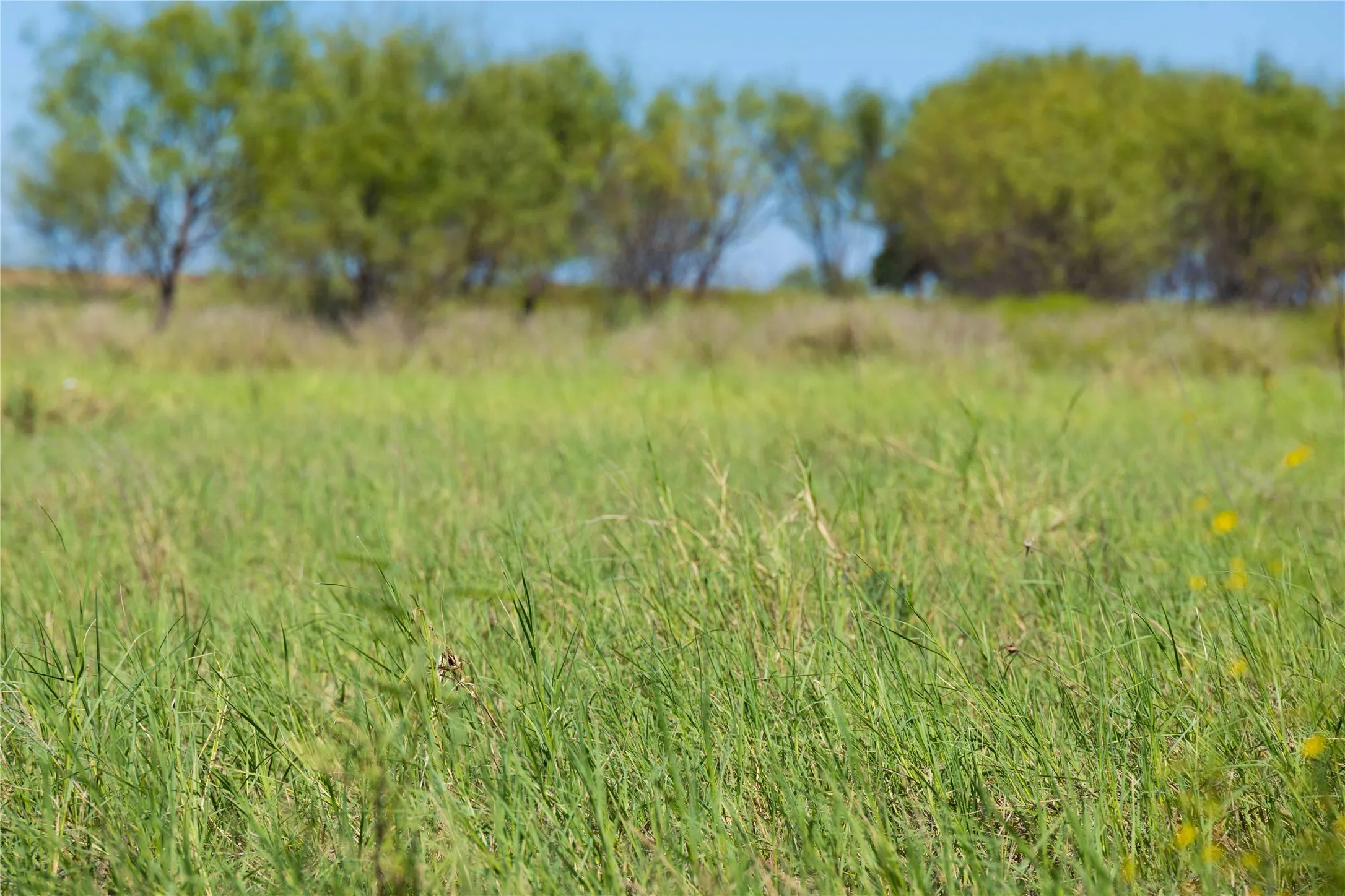 Improved Land For Sale in Mills County , 611 County Road 432, Mullin, Texas 76864, 0, 0, Garage spaces, 0 Sqft, built in 0, mls#21407557, Real Estate Agent in Mullin, Homes For Sale in Mills county, Homes For Sale in Mullin, Realtor in Mullin Texas, Real Estate Brokerage Independent Realty Texas, Luminita Cordes Realtor