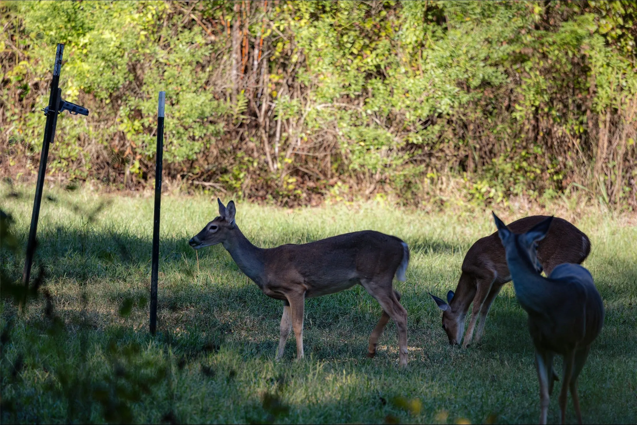 Ranch For Sale in Panola County , 289 county road 1631, Long Branch, Texas 75669, 0, 0, Garage spaces, 0 Sqft, built in 2020, mls#21408804, Real Estate Agent in Long Branch, Homes For Sale in Panola county, Homes For Sale in Long Branch, Realtor in Long Branch Texas, Real Estate Brokerage Independent Realty Texas, Luminita Cordes Realtor