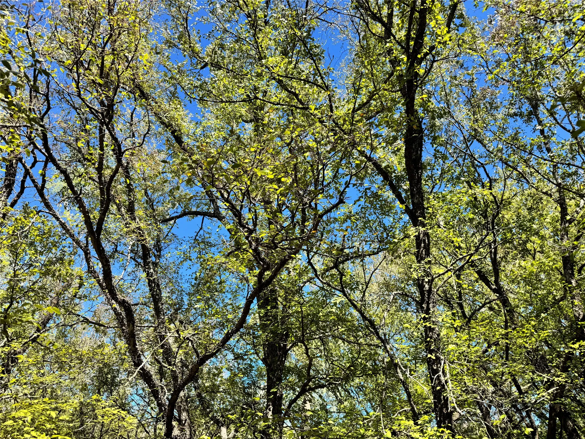 Unimproved Land For Sale in Hood County , 3711 Bob White Court, Granbury, Texas 76049, 0, 0, Garage spaces, 0 Sqft, built in 0, mls#21408508, Real Estate Agent in Granbury, Homes For Sale in Hood county, Homes For Sale in Granbury, Realtor in Granbury Texas, Real Estate Brokerage Independent Realty Texas, Luminita Cordes Realtor
