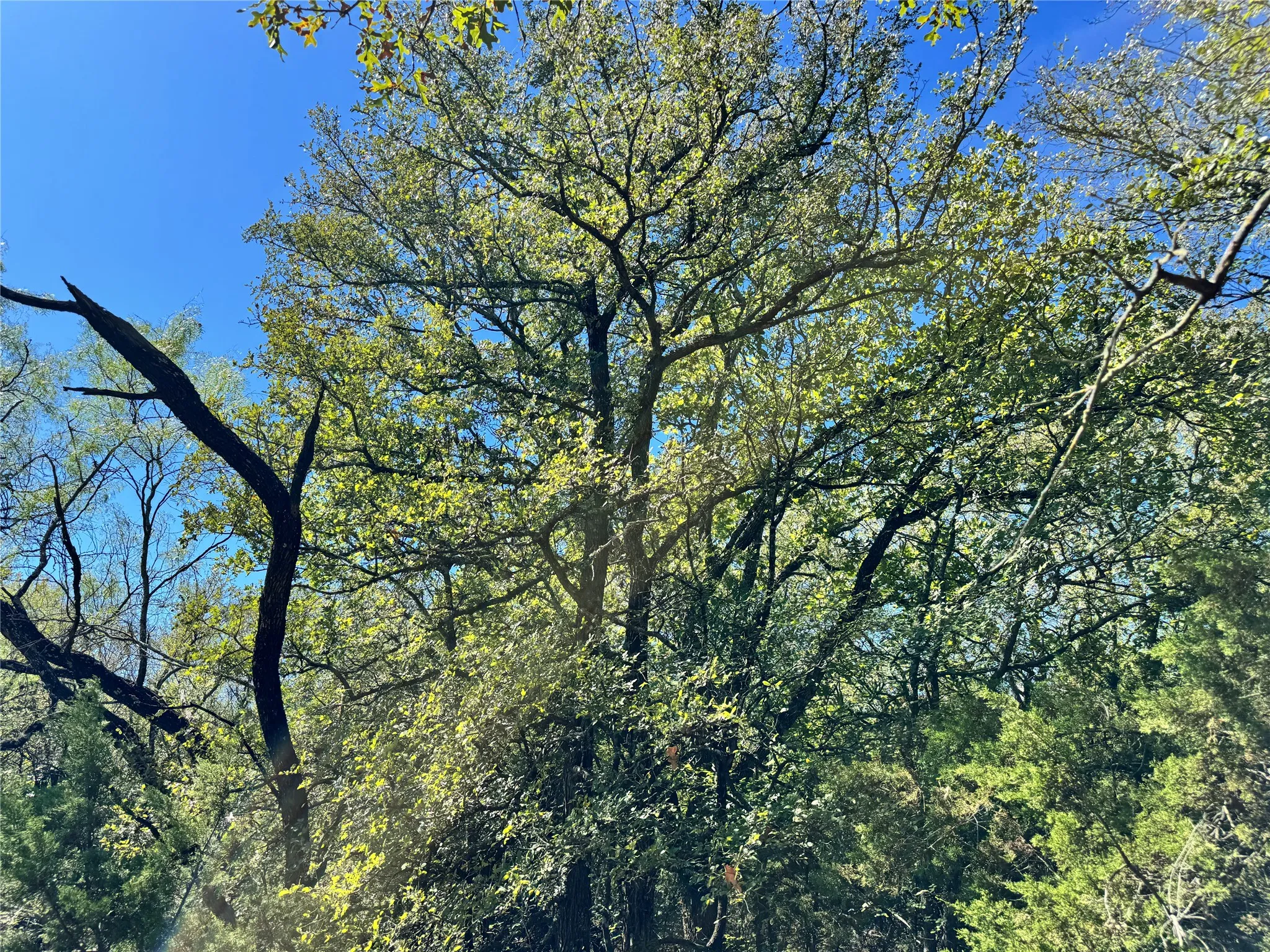Unimproved Land For Sale in Hood County , 3711 Bob White Court, Granbury, Texas 76049, 0, 0, Garage spaces, 0 Sqft, built in 0, mls#21408508, Real Estate Agent in Granbury, Homes For Sale in Hood county, Homes For Sale in Granbury, Realtor in Granbury Texas, Real Estate Brokerage Independent Realty Texas, Luminita Cordes Realtor