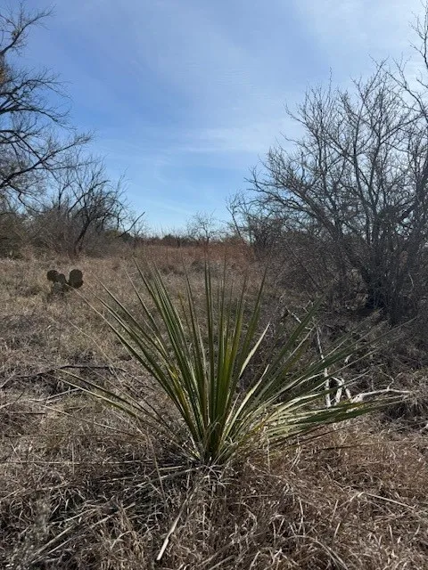 Unimproved Land For Sale in Brown County , TBD 5.37 Acres Valley View Road, Brownwood, Texas 76801, 0, 0, Garage spaces, 0 Sqft, built in 1800, mls#21187980, Real Estate Agent in Brownwood, Homes For Sale in Brown county, Homes For Sale in Brownwood, Realtor in Brownwood Texas, Real Estate Brokerage Independent Realty Texas, Luminita Cordes Realtor