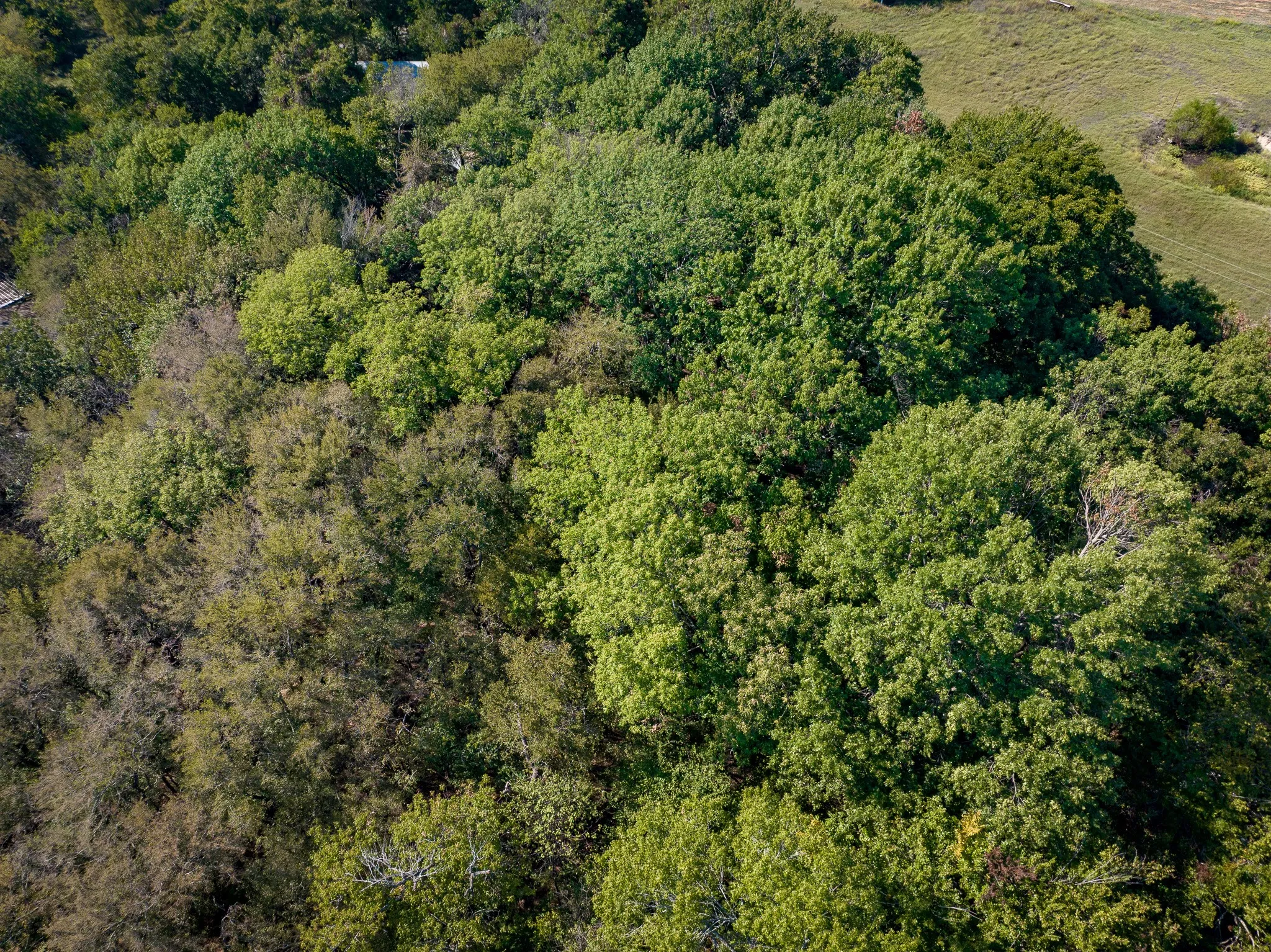 Unimproved Land For Sale in Collin County , TBD County Road 568, Princeton, Texas 75407, 0, 0, Garage spaces, 0 Sqft, built in 1950, mls#21408933, Real Estate Agent in Princeton, Homes For Sale in Collin county, Homes For Sale in Princeton, Realtor in Princeton Texas, Real Estate Brokerage Independent Realty Texas, Luminita Cordes Realtor