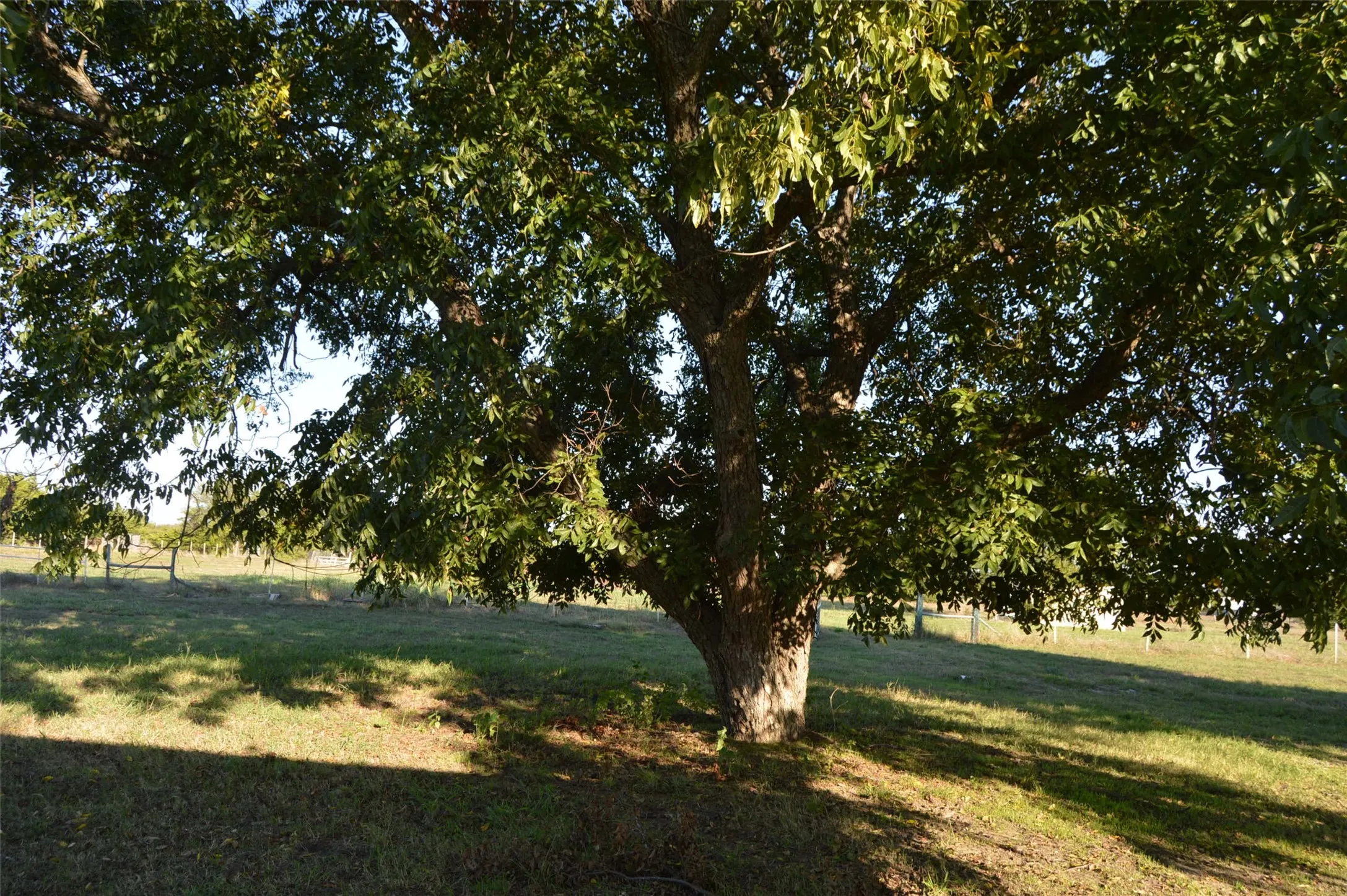 Mature trees