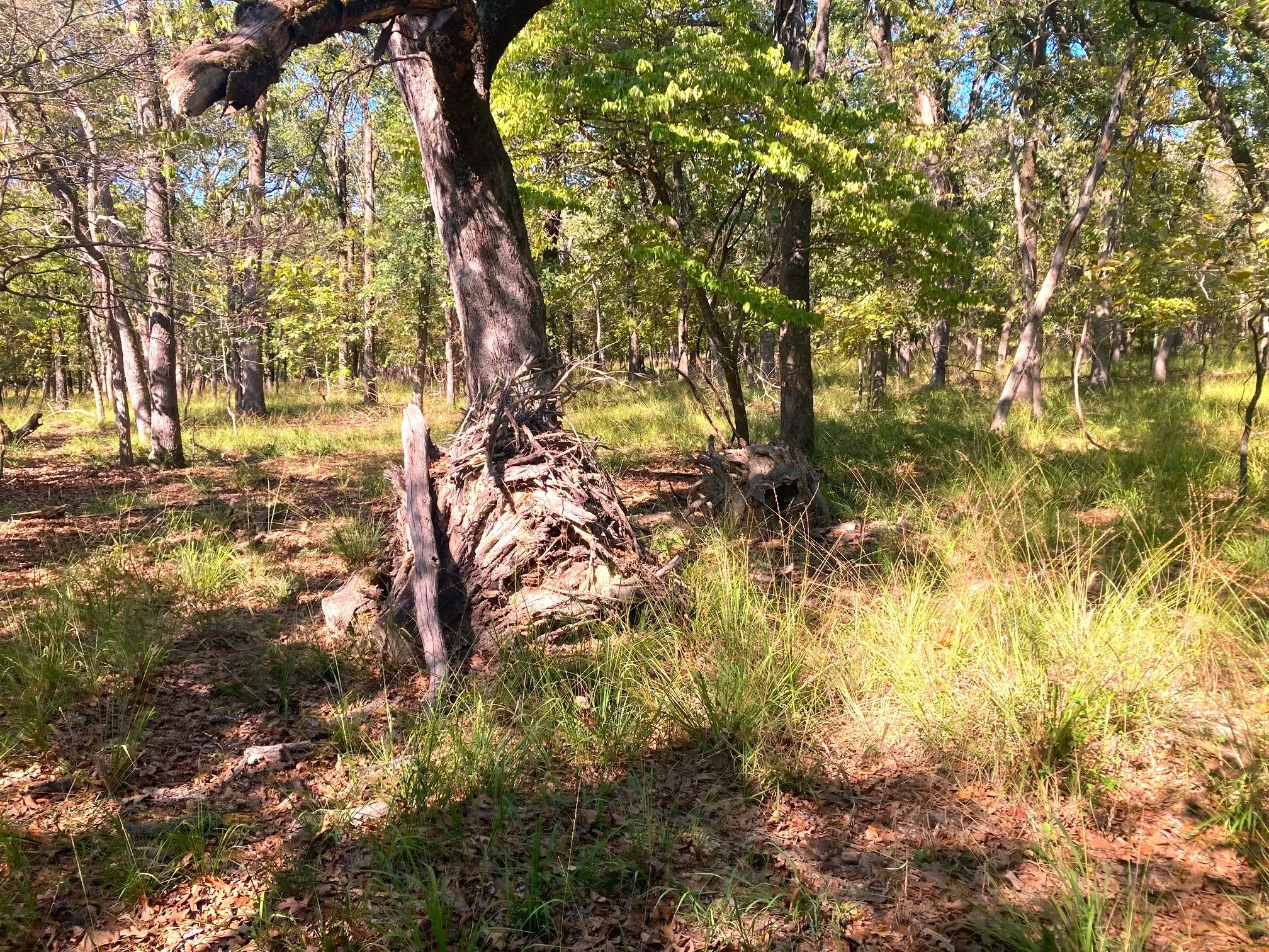 Improved Land For Sale in Henderson County , 8840 Timber Ridge, Larue, Texas 75770, 0, 0, Garage spaces, 0 Sqft, built in 0, mls#21408752, Real Estate Agent in Larue, Homes For Sale in Henderson county, Homes For Sale in Larue, Realtor in Larue Texas, Real Estate Brokerage Independent Realty Texas, Luminita Cordes Realtor