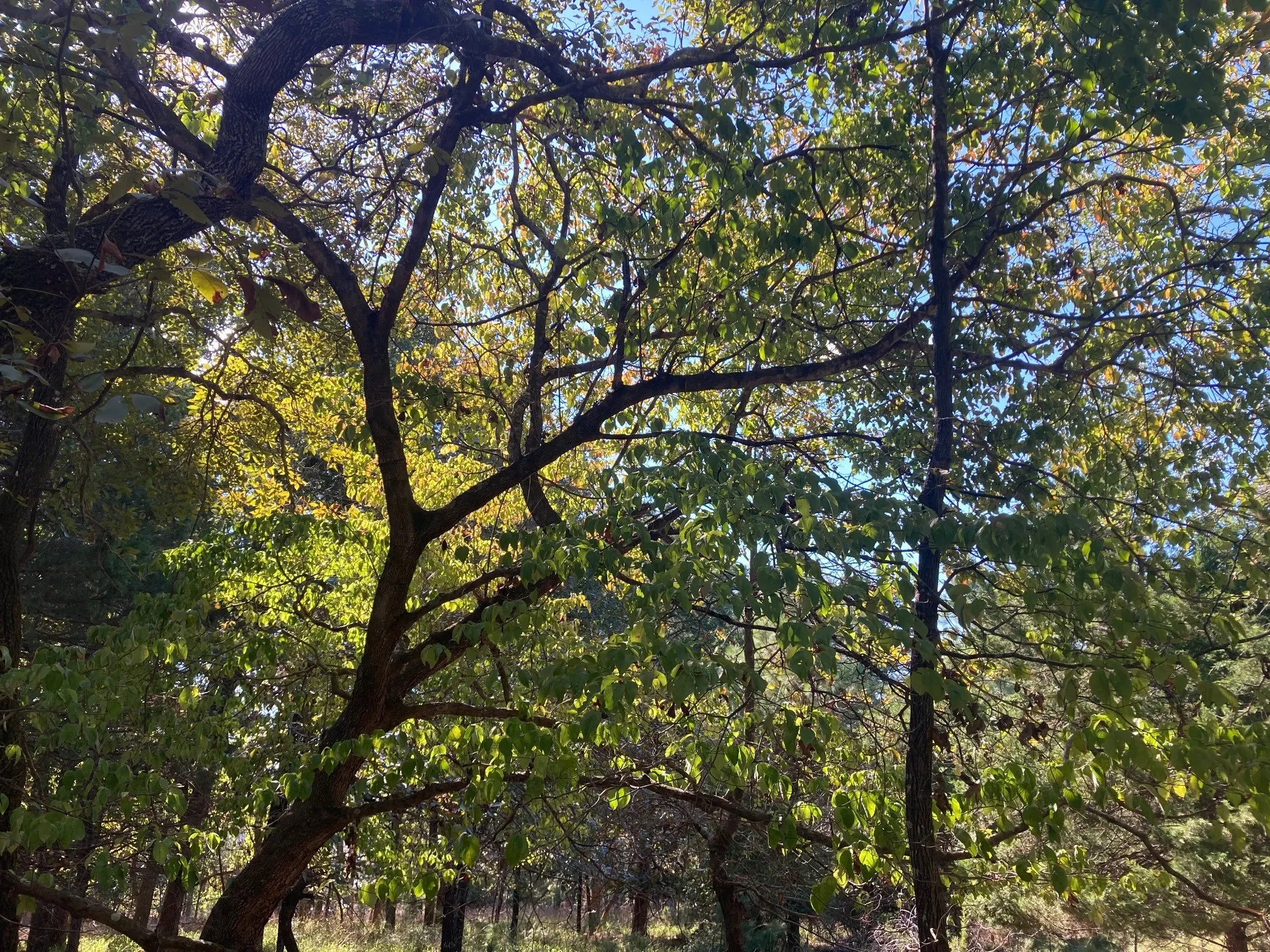 Improved Land For Sale in Henderson County , 8840 Timber Ridge, Larue, Texas 75770, 0, 0, Garage spaces, 0 Sqft, built in 0, mls#21408752, Real Estate Agent in Larue, Homes For Sale in Henderson county, Homes For Sale in Larue, Realtor in Larue Texas, Real Estate Brokerage Independent Realty Texas, Luminita Cordes Realtor