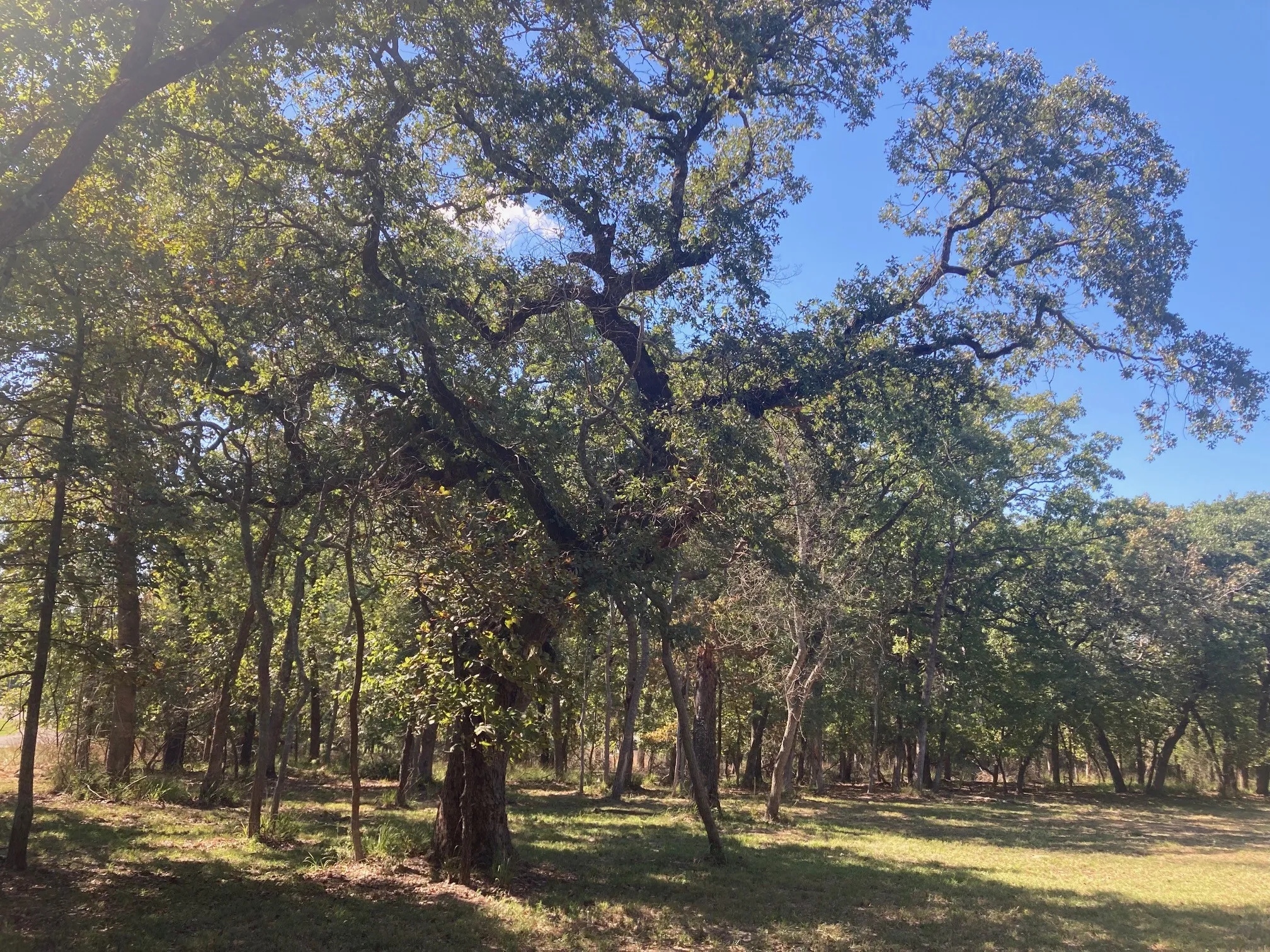 Improved Land For Sale in Henderson County , 8840 Timber Ridge, Larue, Texas 75770, 0, 0, Garage spaces, 0 Sqft, built in 0, mls#21408752, Real Estate Agent in Larue, Homes For Sale in Henderson county, Homes For Sale in Larue, Realtor in Larue Texas, Real Estate Brokerage Independent Realty Texas, Luminita Cordes Realtor