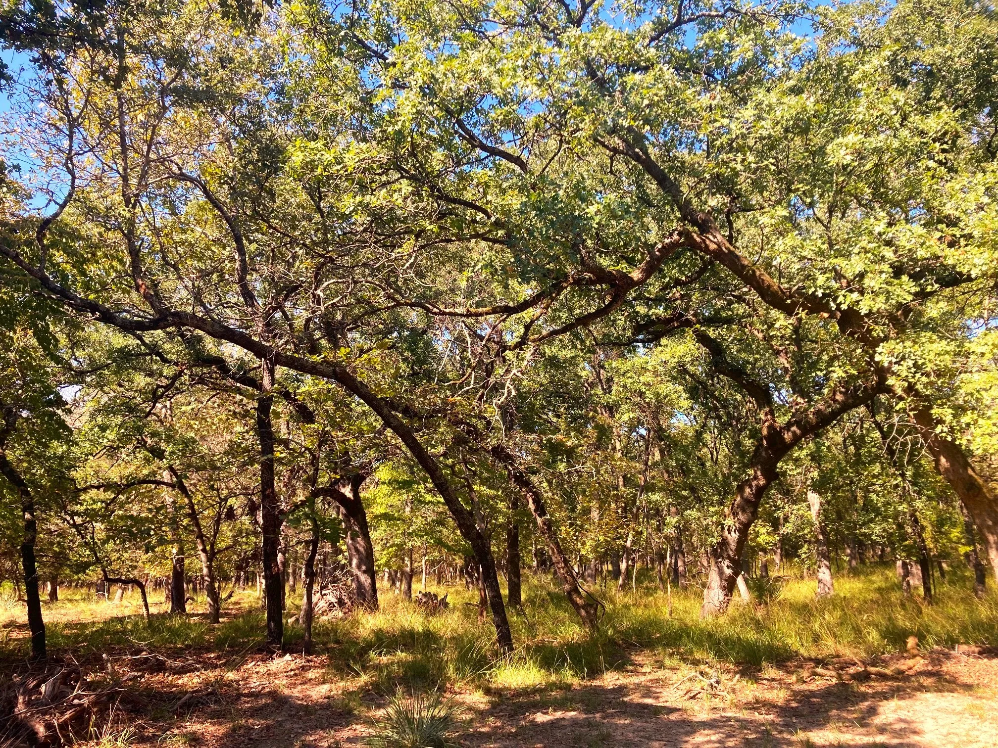 Improved Land For Sale in Henderson County , 8840 Timber Ridge, Larue, Texas 75770, 0, 0, Garage spaces, 0 Sqft, built in 0, mls#21408752, Real Estate Agent in Larue, Homes For Sale in Henderson county, Homes For Sale in Larue, Realtor in Larue Texas, Real Estate Brokerage Independent Realty Texas, Luminita Cordes Realtor