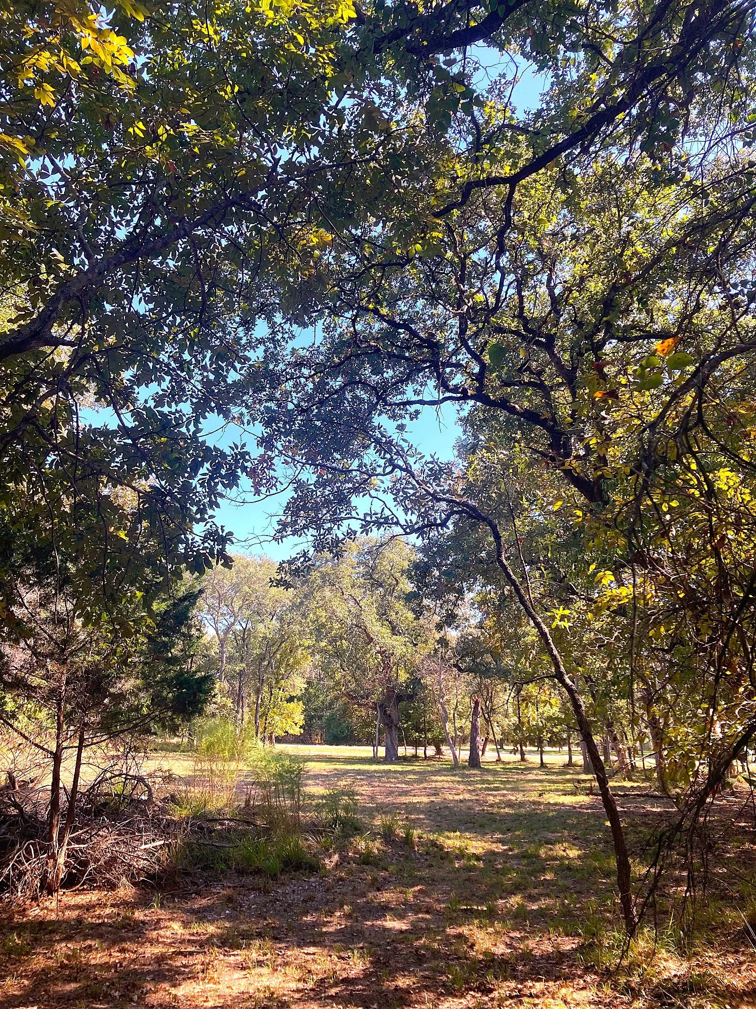 Improved Land For Sale in Henderson County , 8840 Timber Ridge, Larue, Texas 75770, 0, 0, Garage spaces, 0 Sqft, built in 0, mls#21408752, Real Estate Agent in Larue, Homes For Sale in Henderson county, Homes For Sale in Larue, Realtor in Larue Texas, Real Estate Brokerage Independent Realty Texas, Luminita Cordes Realtor