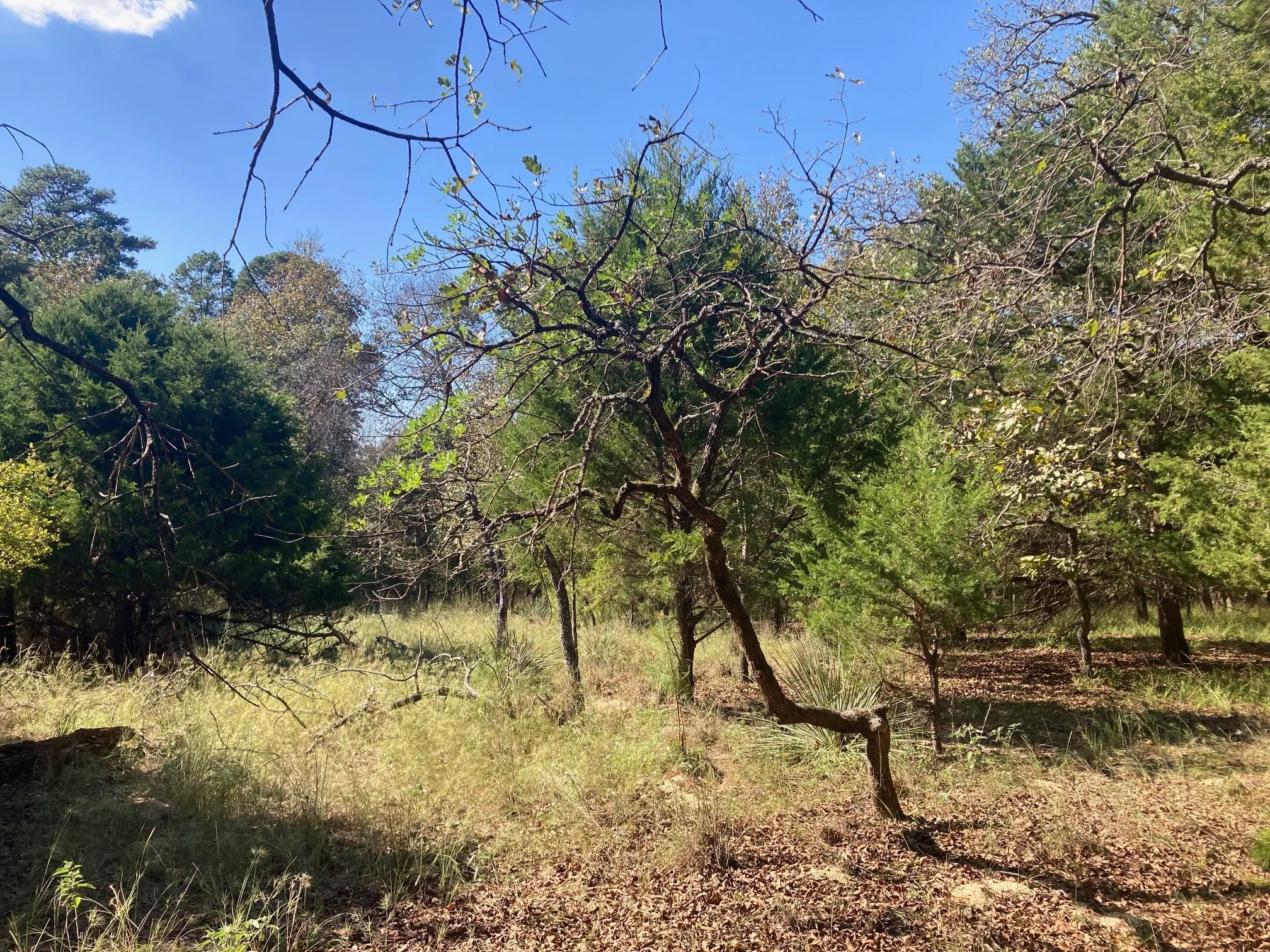 Improved Land For Sale in Henderson County , 8840 Timber Ridge, Larue, Texas 75770, 0, 0, Garage spaces, 0 Sqft, built in 0, mls#21408752, Real Estate Agent in Larue, Homes For Sale in Henderson county, Homes For Sale in Larue, Realtor in Larue Texas, Real Estate Brokerage Independent Realty Texas, Luminita Cordes Realtor