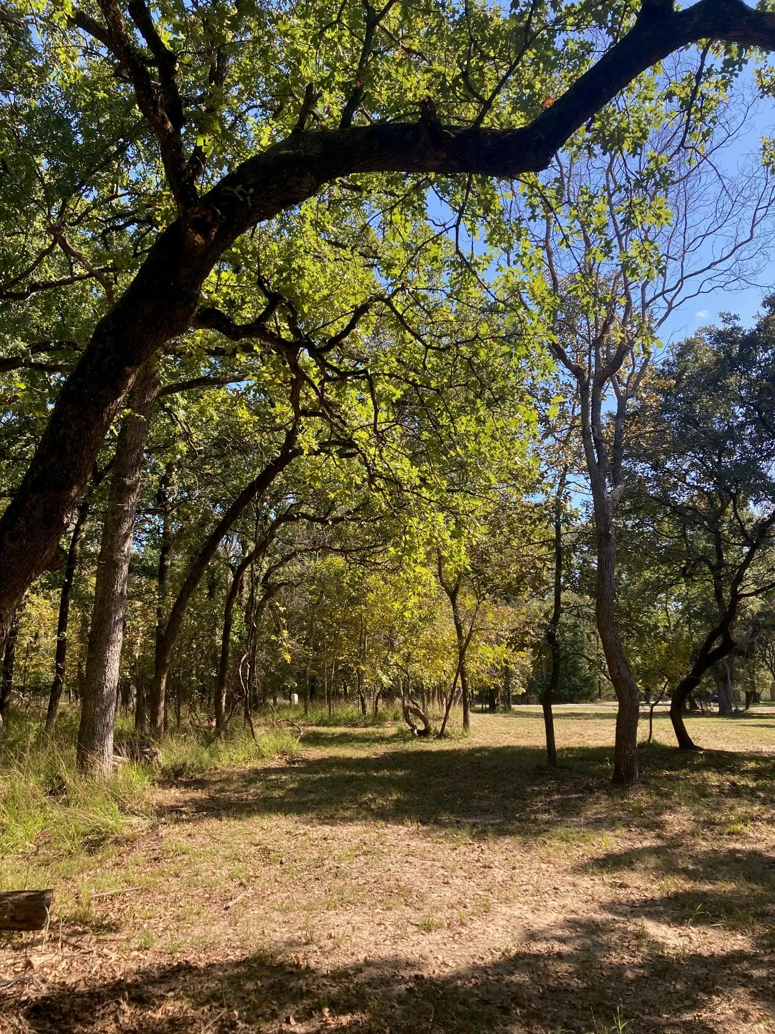Improved Land For Sale in Henderson County , 8840 Timber Ridge, Larue, Texas 75770, 0, 0, Garage spaces, 0 Sqft, built in 0, mls#21408752, Real Estate Agent in Larue, Homes For Sale in Henderson county, Homes For Sale in Larue, Realtor in Larue Texas, Real Estate Brokerage Independent Realty Texas, Luminita Cordes Realtor