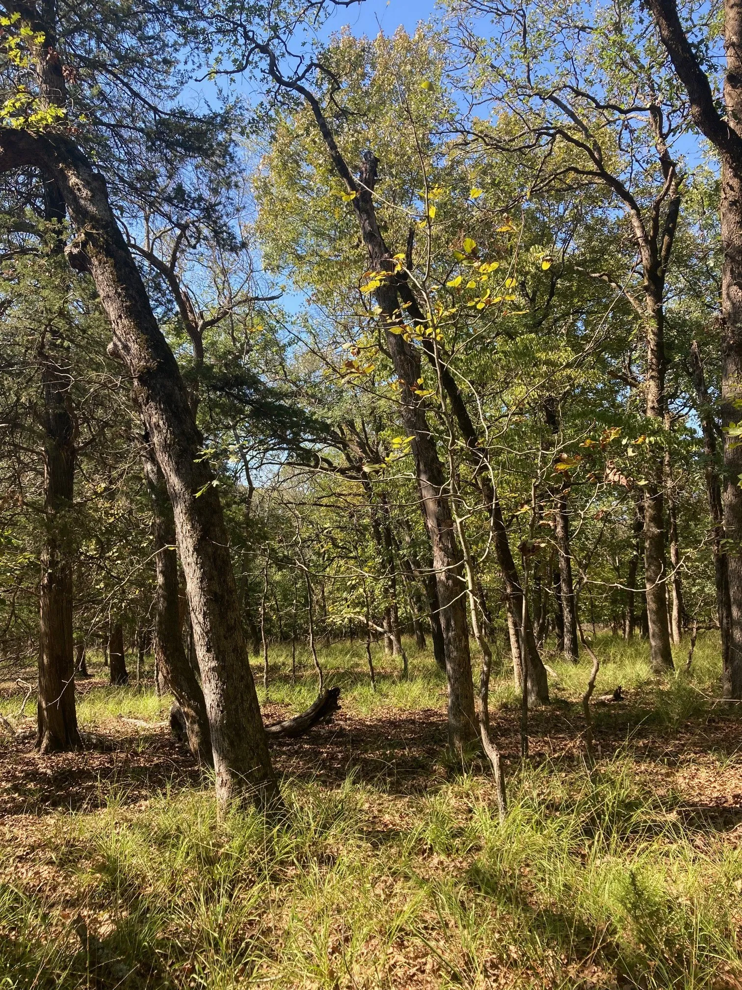 Improved Land For Sale in Henderson County , 8840 Timber Ridge, Larue, Texas 75770, 0, 0, Garage spaces, 0 Sqft, built in 0, mls#21408752, Real Estate Agent in Larue, Homes For Sale in Henderson county, Homes For Sale in Larue, Realtor in Larue Texas, Real Estate Brokerage Independent Realty Texas, Luminita Cordes Realtor