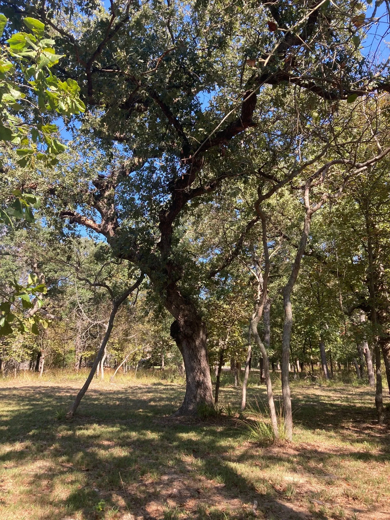 Improved Land For Sale in Henderson County , 8840 Timber Ridge, Larue, Texas 75770, 0, 0, Garage spaces, 0 Sqft, built in 0, mls#21408752, Real Estate Agent in Larue, Homes For Sale in Henderson county, Homes For Sale in Larue, Realtor in Larue Texas, Real Estate Brokerage Independent Realty Texas, Luminita Cordes Realtor