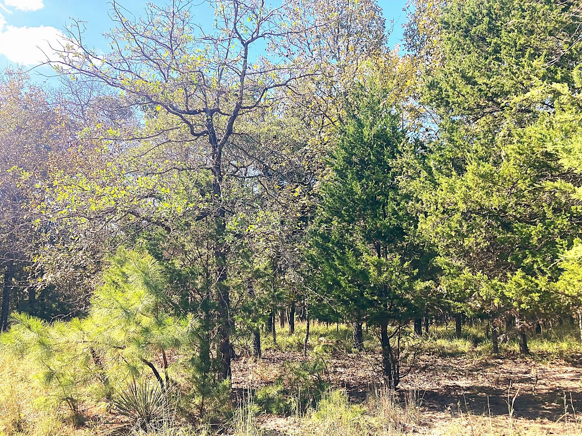 Improved Land For Sale in Henderson County , 8840 Timber Ridge, Larue, Texas 75770, 0, 0, Garage spaces, 0 Sqft, built in 0, mls#21408752, Real Estate Agent in Larue, Homes For Sale in Henderson county, Homes For Sale in Larue, Realtor in Larue Texas, Real Estate Brokerage Independent Realty Texas, Luminita Cordes Realtor