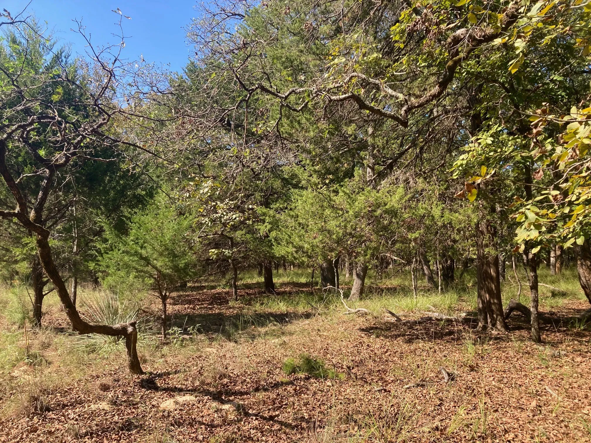 Improved Land For Sale in Henderson County , 8840 Timber Ridge, Larue, Texas 75770, 0, 0, Garage spaces, 0 Sqft, built in 0, mls#21408752, Real Estate Agent in Larue, Homes For Sale in Henderson county, Homes For Sale in Larue, Realtor in Larue Texas, Real Estate Brokerage Independent Realty Texas, Luminita Cordes Realtor