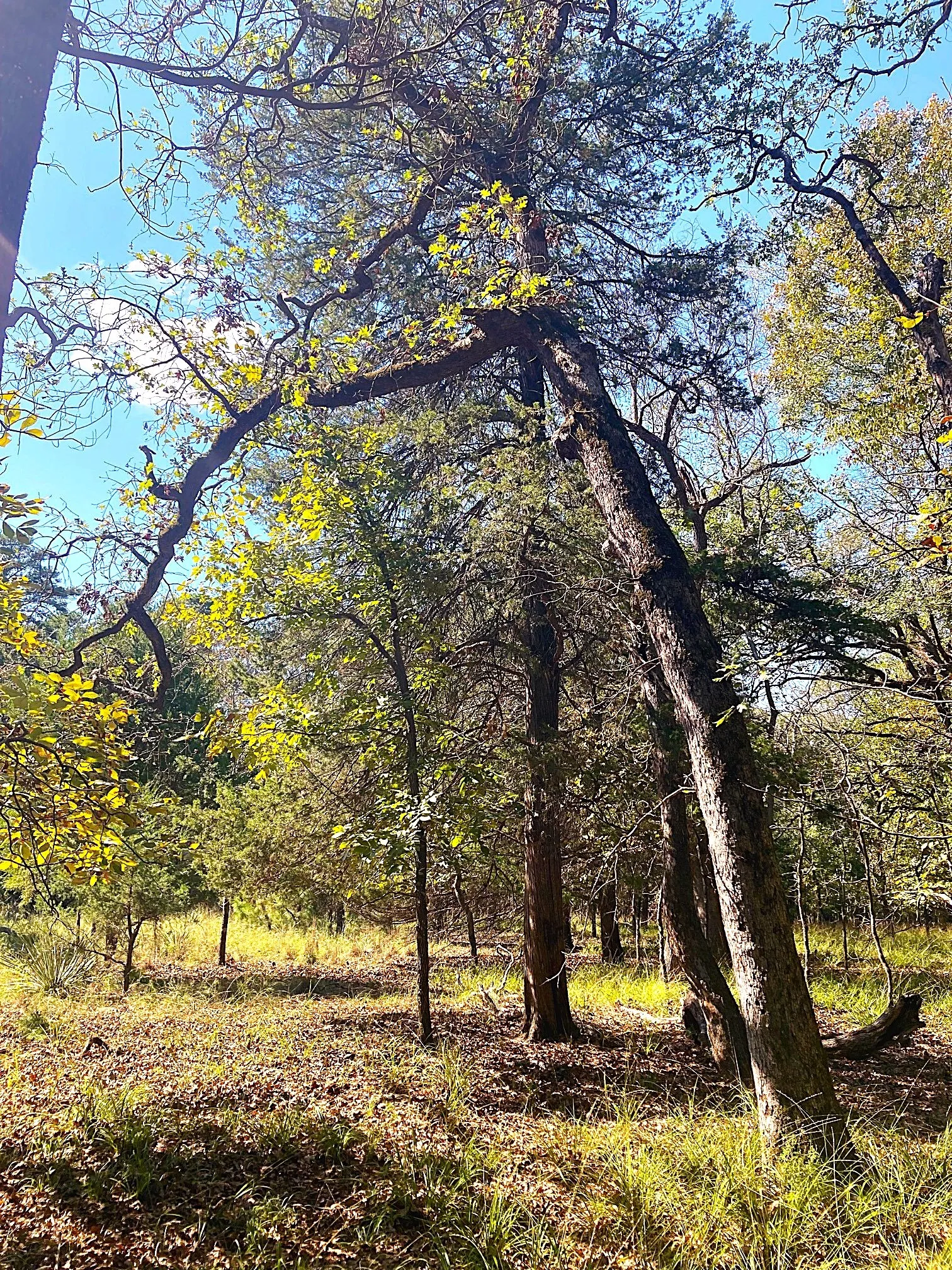 Improved Land For Sale in Henderson County , 8840 Timber Ridge, Larue, Texas 75770, 0, 0, Garage spaces, 0 Sqft, built in 0, mls#21408752, Real Estate Agent in Larue, Homes For Sale in Henderson county, Homes For Sale in Larue, Realtor in Larue Texas, Real Estate Brokerage Independent Realty Texas, Luminita Cordes Realtor