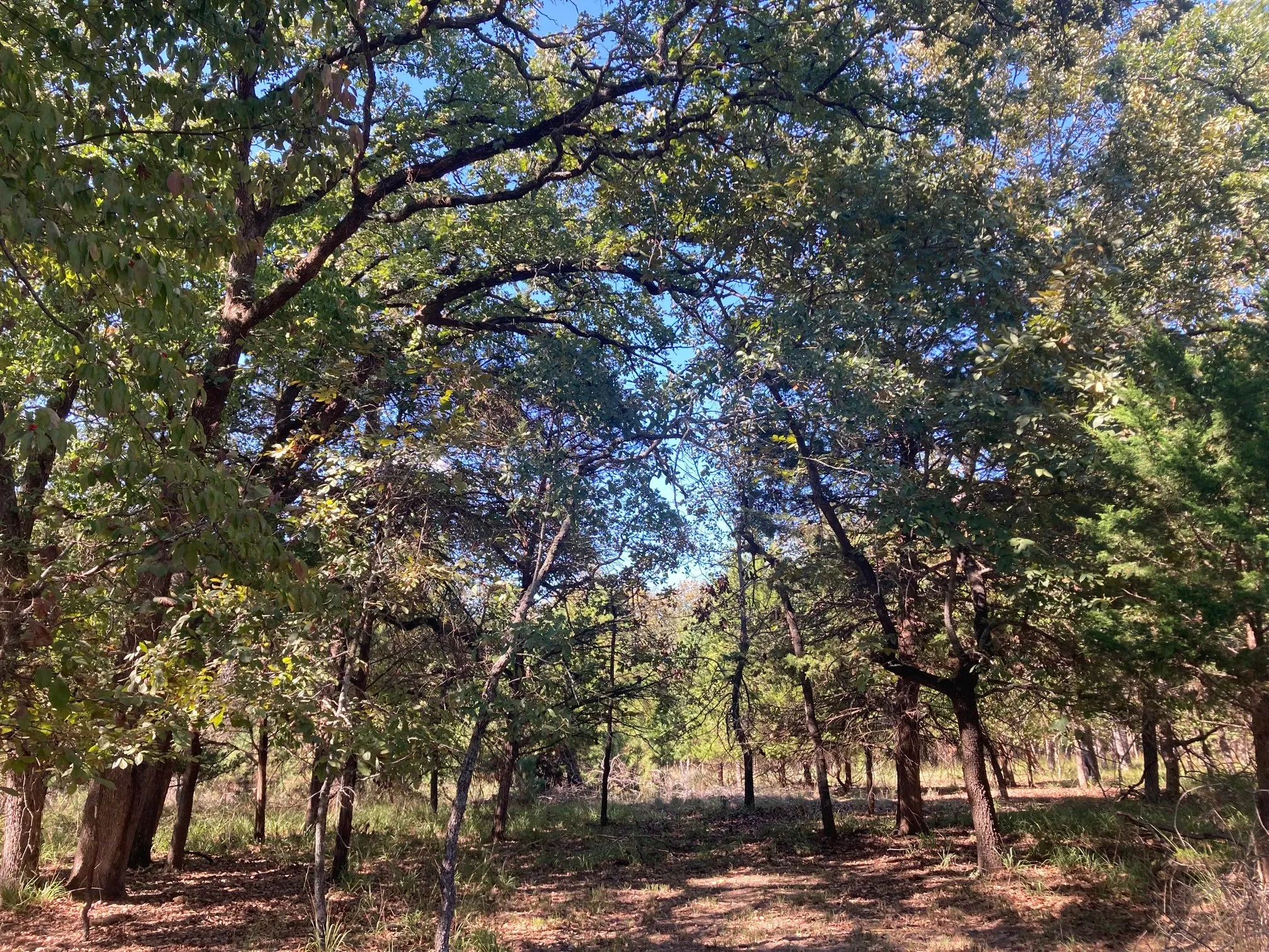 Improved Land For Sale in Henderson County , 8840 Timber Ridge, Larue, Texas 75770, 0, 0, Garage spaces, 0 Sqft, built in 0, mls#21408752, Real Estate Agent in Larue, Homes For Sale in Henderson county, Homes For Sale in Larue, Realtor in Larue Texas, Real Estate Brokerage Independent Realty Texas, Luminita Cordes Realtor
