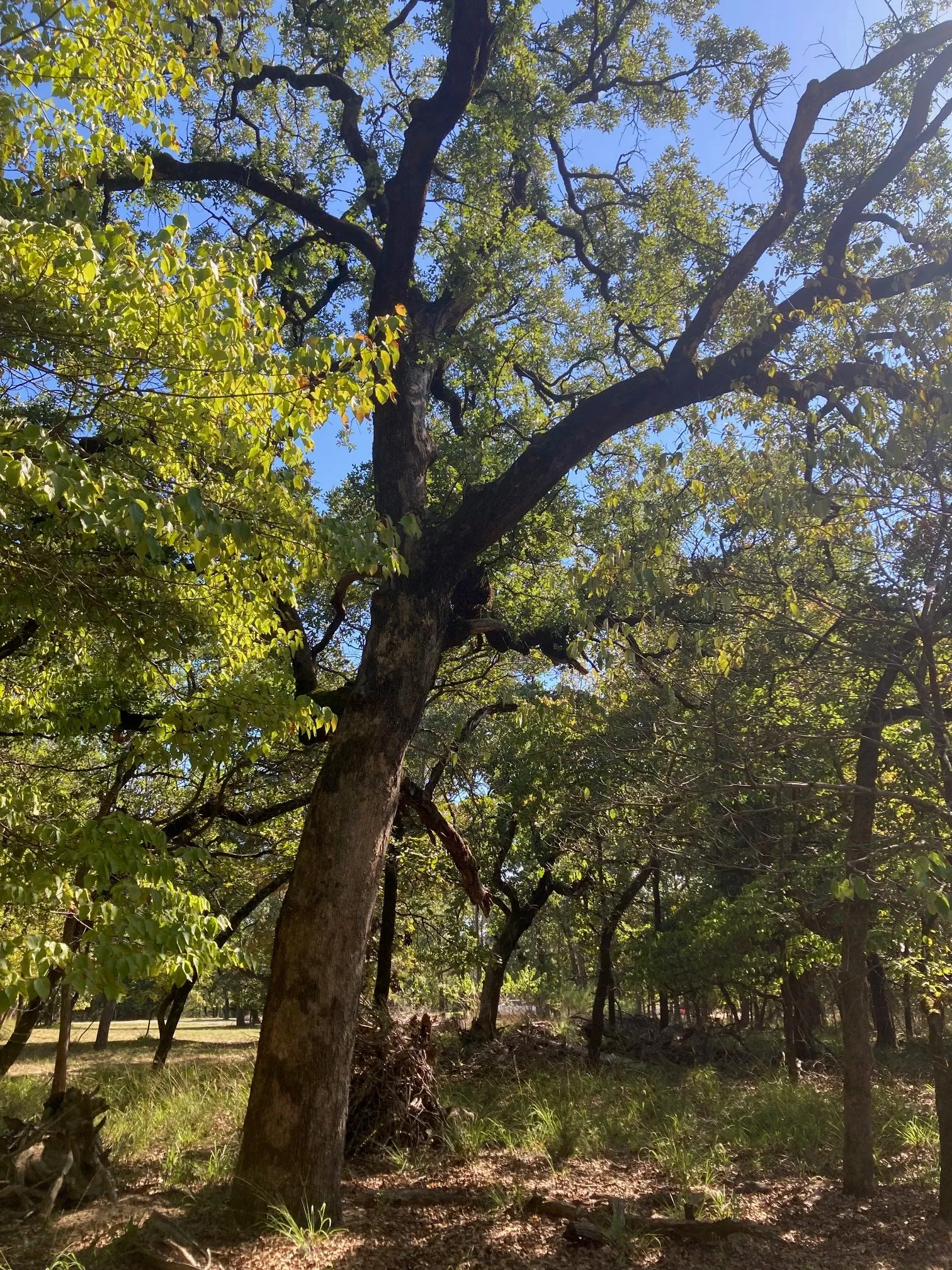 Improved Land For Sale in Henderson County , 8840 Timber Ridge, Larue, Texas 75770, 0, 0, Garage spaces, 0 Sqft, built in 0, mls#21408752, Real Estate Agent in Larue, Homes For Sale in Henderson county, Homes For Sale in Larue, Realtor in Larue Texas, Real Estate Brokerage Independent Realty Texas, Luminita Cordes Realtor