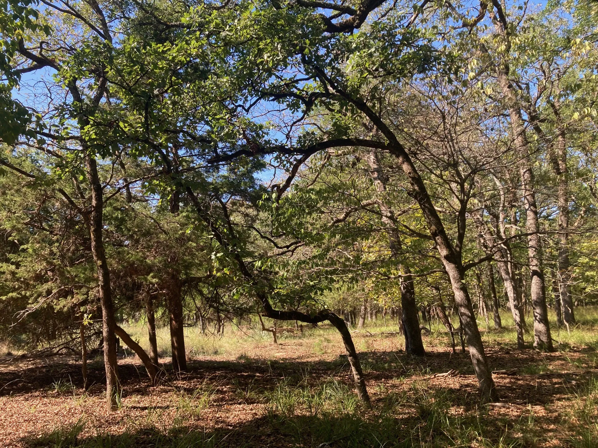 Improved Land For Sale in Henderson County , 8840 Timber Ridge, Larue, Texas 75770, 0, 0, Garage spaces, 0 Sqft, built in 0, mls#21408752, Real Estate Agent in Larue, Homes For Sale in Henderson county, Homes For Sale in Larue, Realtor in Larue Texas, Real Estate Brokerage Independent Realty Texas, Luminita Cordes Realtor