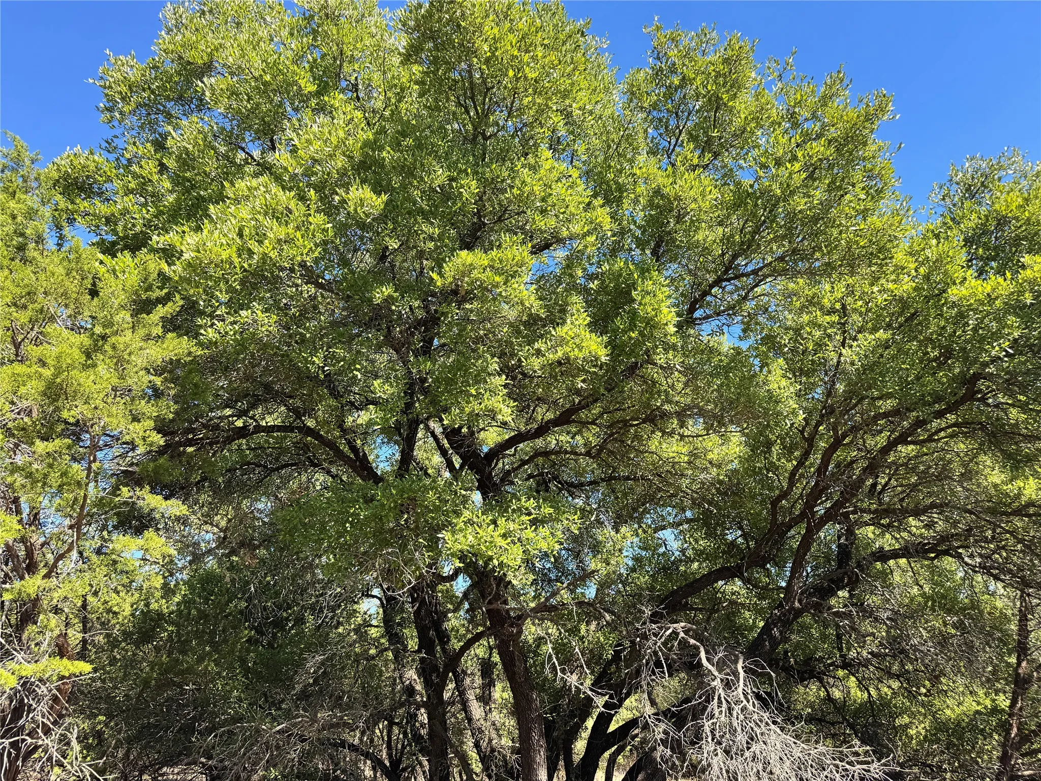 Unimproved Land For Sale in Hood County , 3707 Bob White Court, Granbury, Texas 76049, 0, 0, Garage spaces, 0 Sqft, built in 0, mls#21409209, Real Estate Agent in Granbury, Homes For Sale in Hood county, Homes For Sale in Granbury, Realtor in Granbury Texas, Real Estate Brokerage Independent Realty Texas, Luminita Cordes Realtor