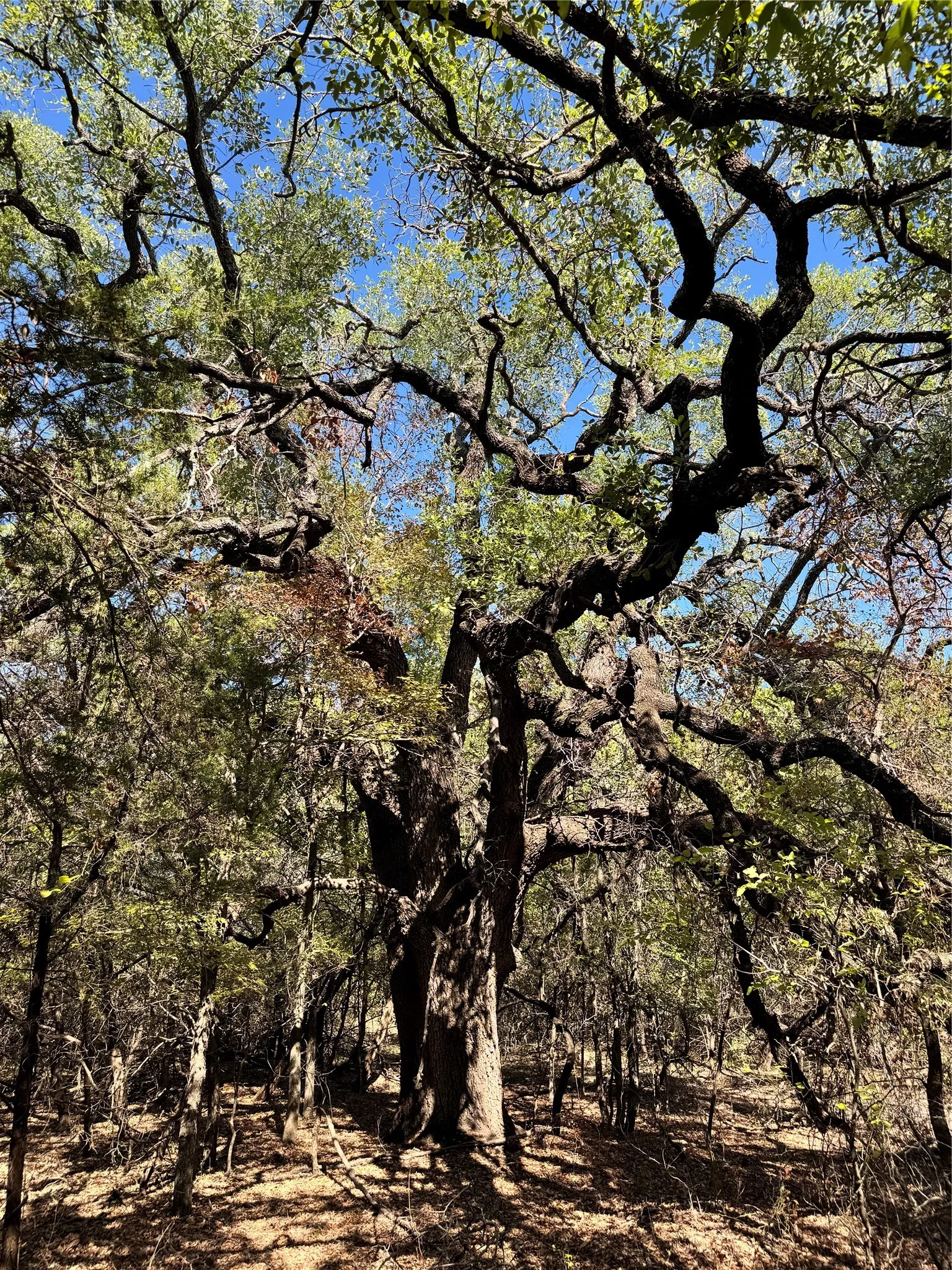 Unimproved Land For Sale in Hood County , 3707 Bob White Court, Granbury, Texas 76049, 0, 0, Garage spaces, 0 Sqft, built in 0, mls#21409209, Real Estate Agent in Granbury, Homes For Sale in Hood county, Homes For Sale in Granbury, Realtor in Granbury Texas, Real Estate Brokerage Independent Realty Texas, Luminita Cordes Realtor