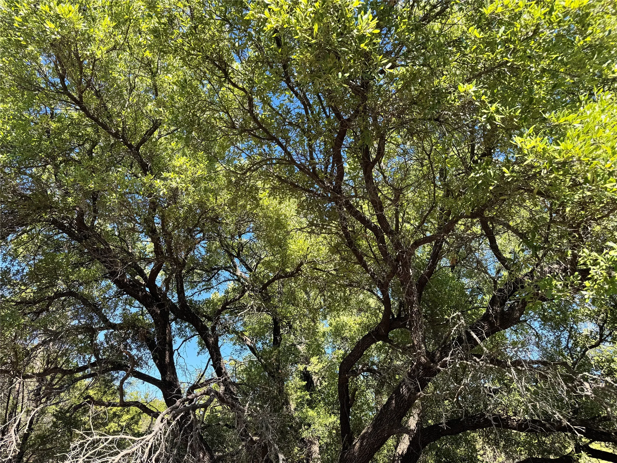 Unimproved Land For Sale in Hood County , 3707 Bob White Court, Granbury, Texas 76049, 0, 0, Garage spaces, 0 Sqft, built in 0, mls#21409209, Real Estate Agent in Granbury, Homes For Sale in Hood county, Homes For Sale in Granbury, Realtor in Granbury Texas, Real Estate Brokerage Independent Realty Texas, Luminita Cordes Realtor