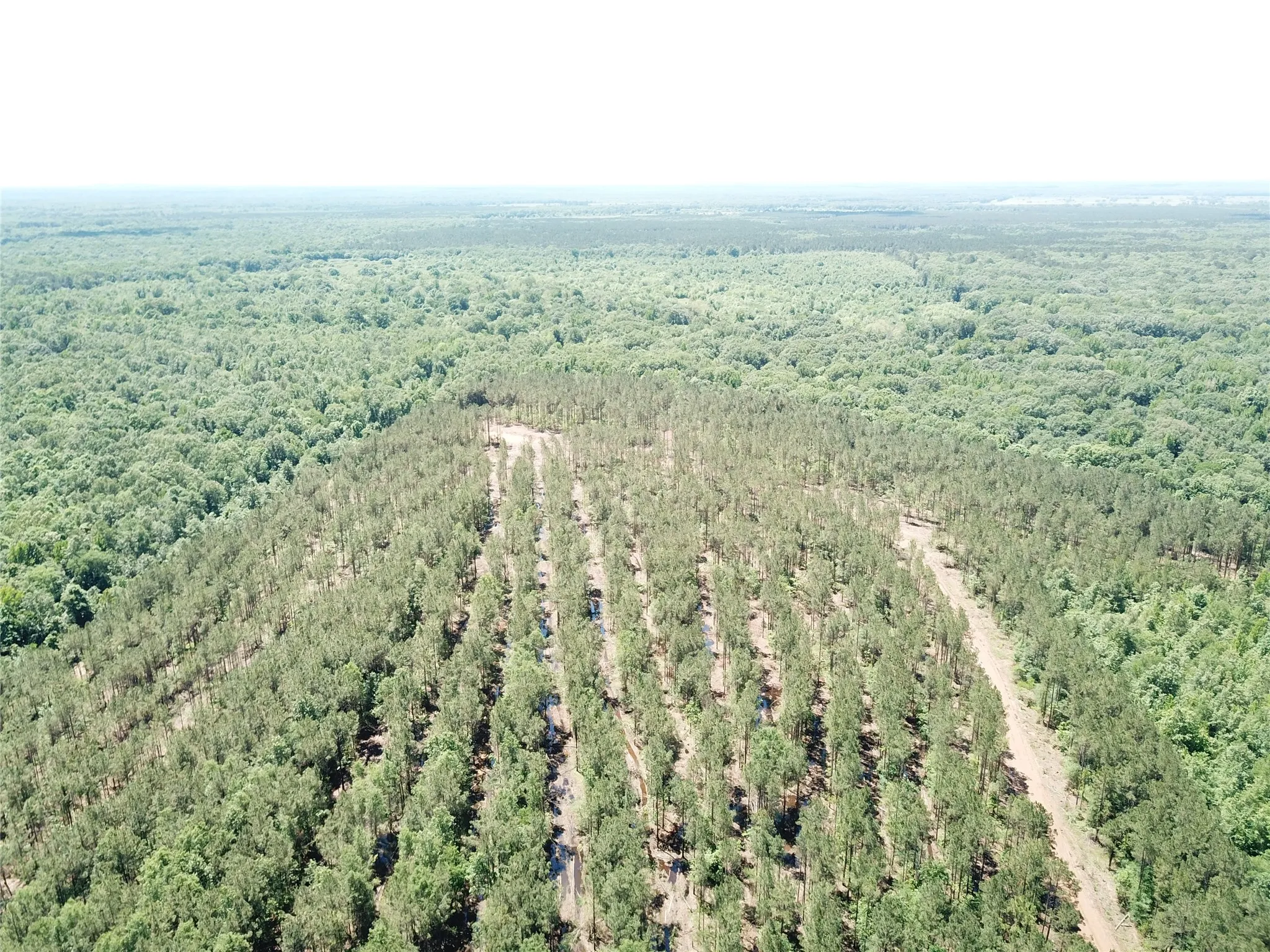Unimproved Land For Sale in Bowie County , Off CR 4290, Simms, Texas 75574, 0, 0, Garage spaces, 0 Sqft, built in 0, mls#21409357, Real Estate Agent in Simms, Homes For Sale in Bowie county, Homes For Sale in Simms, Realtor in Simms Texas, Real Estate Brokerage Independent Realty Texas, Luminita Cordes Realtor