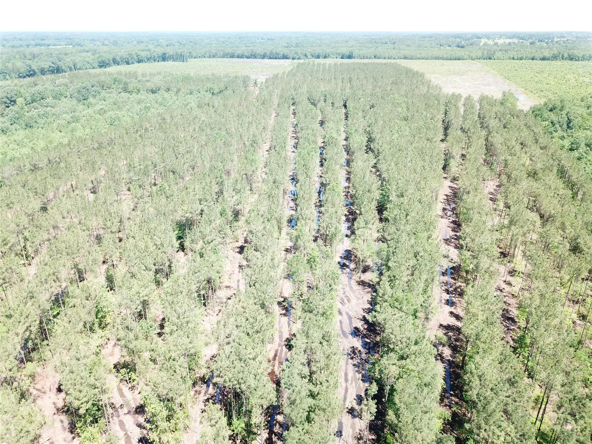 Unimproved Land For Sale in Bowie County , Off CR 4290, Simms, Texas 75574, 0, 0, Garage spaces, 0 Sqft, built in 0, mls#21409357, Real Estate Agent in Simms, Homes For Sale in Bowie county, Homes For Sale in Simms, Realtor in Simms Texas, Real Estate Brokerage Independent Realty Texas, Luminita Cordes Realtor