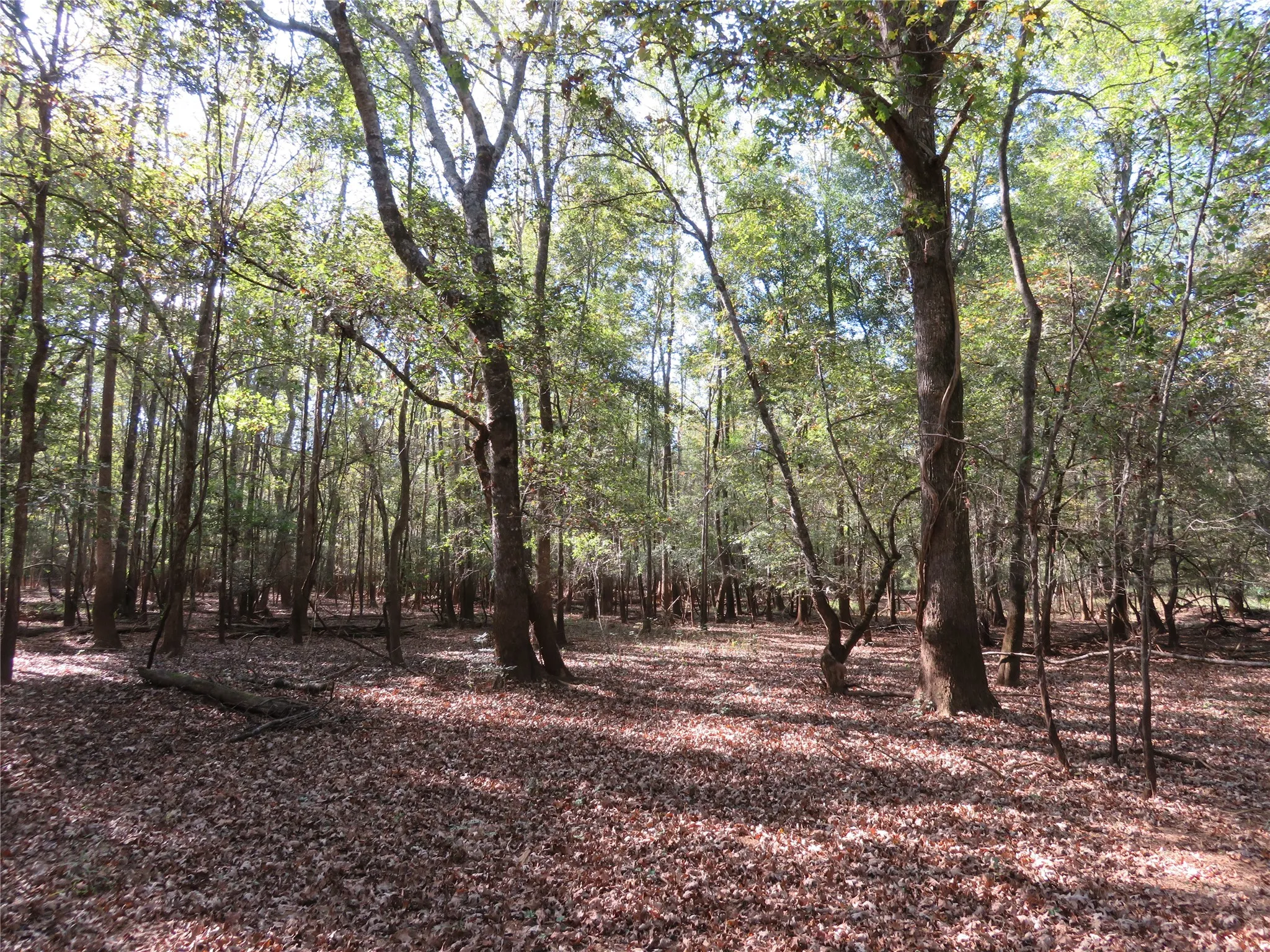 Improved Land For Sale in Nacogdoches County , 9795 Highway 59, Nacogdoches, Texas 75964, 0, 0, Garage spaces, 0 Sqft, built in 0, mls#21409363, Real Estate Agent in Nacogdoches, Homes For Sale in Nacogdoches county, Homes For Sale in Nacogdoches, Realtor in Nacogdoches Texas, Real Estate Brokerage Independent Realty Texas, Luminita Cordes Realtor