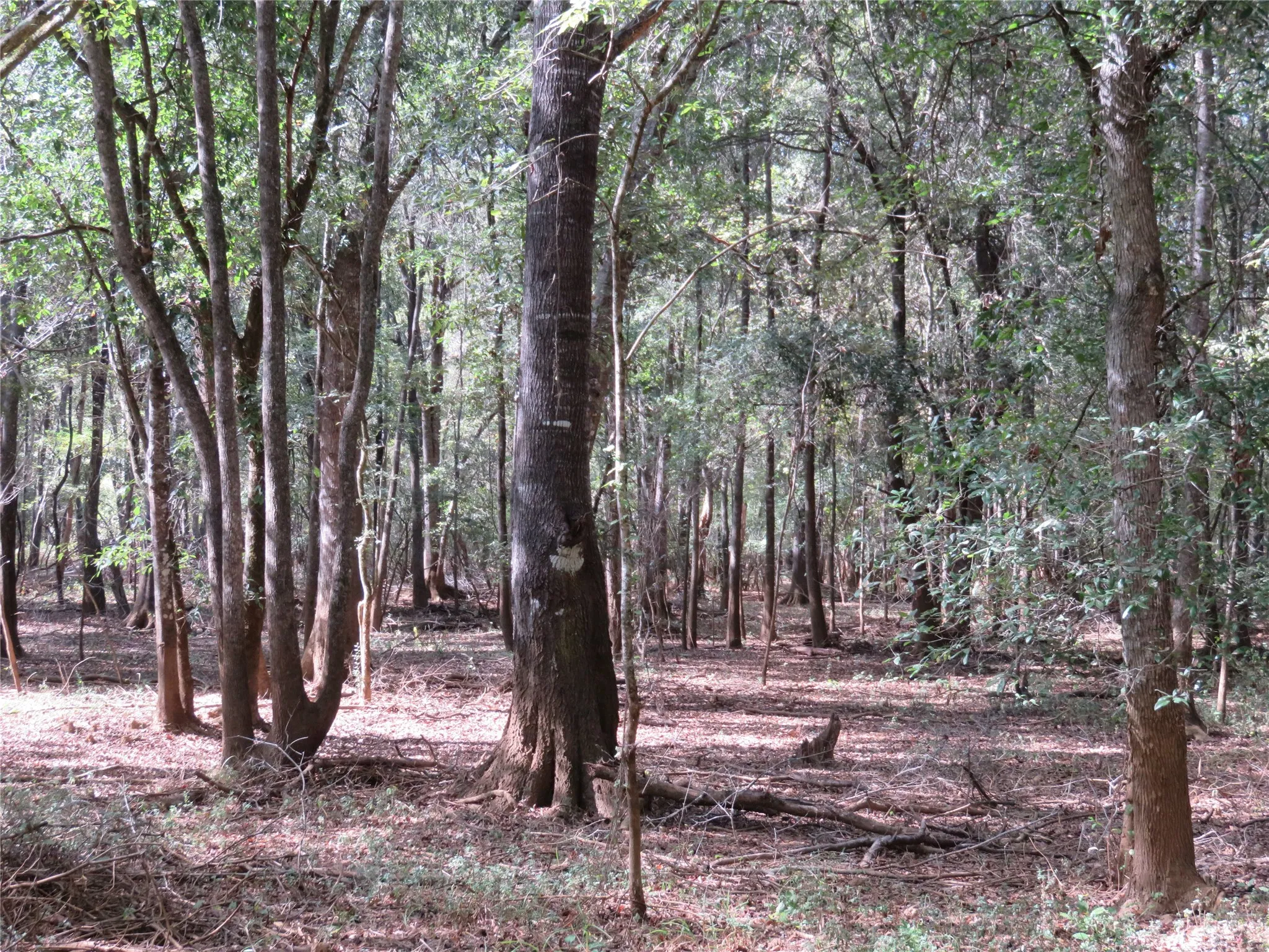 Improved Land For Sale in Nacogdoches County , 9795 Highway 59, Nacogdoches, Texas 75964, 0, 0, Garage spaces, 0 Sqft, built in 0, mls#21409363, Real Estate Agent in Nacogdoches, Homes For Sale in Nacogdoches county, Homes For Sale in Nacogdoches, Realtor in Nacogdoches Texas, Real Estate Brokerage Independent Realty Texas, Luminita Cordes Realtor
