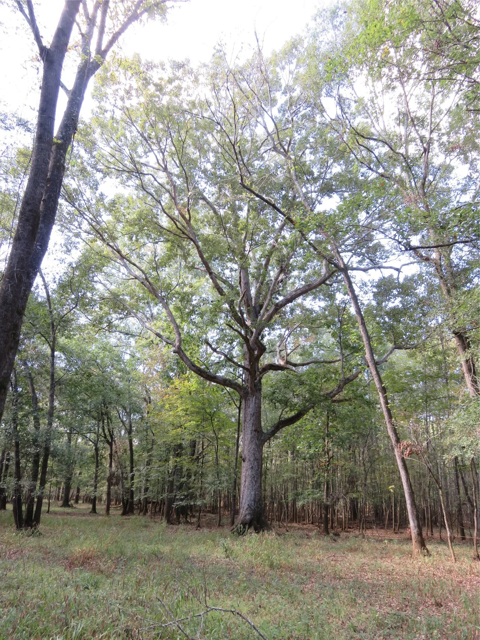 Improved Land For Sale in Nacogdoches County , 9795 Highway 59, Nacogdoches, Texas 75964, 0, 0, Garage spaces, 0 Sqft, built in 0, mls#21409363, Real Estate Agent in Nacogdoches, Homes For Sale in Nacogdoches county, Homes For Sale in Nacogdoches, Realtor in Nacogdoches Texas, Real Estate Brokerage Independent Realty Texas, Luminita Cordes Realtor