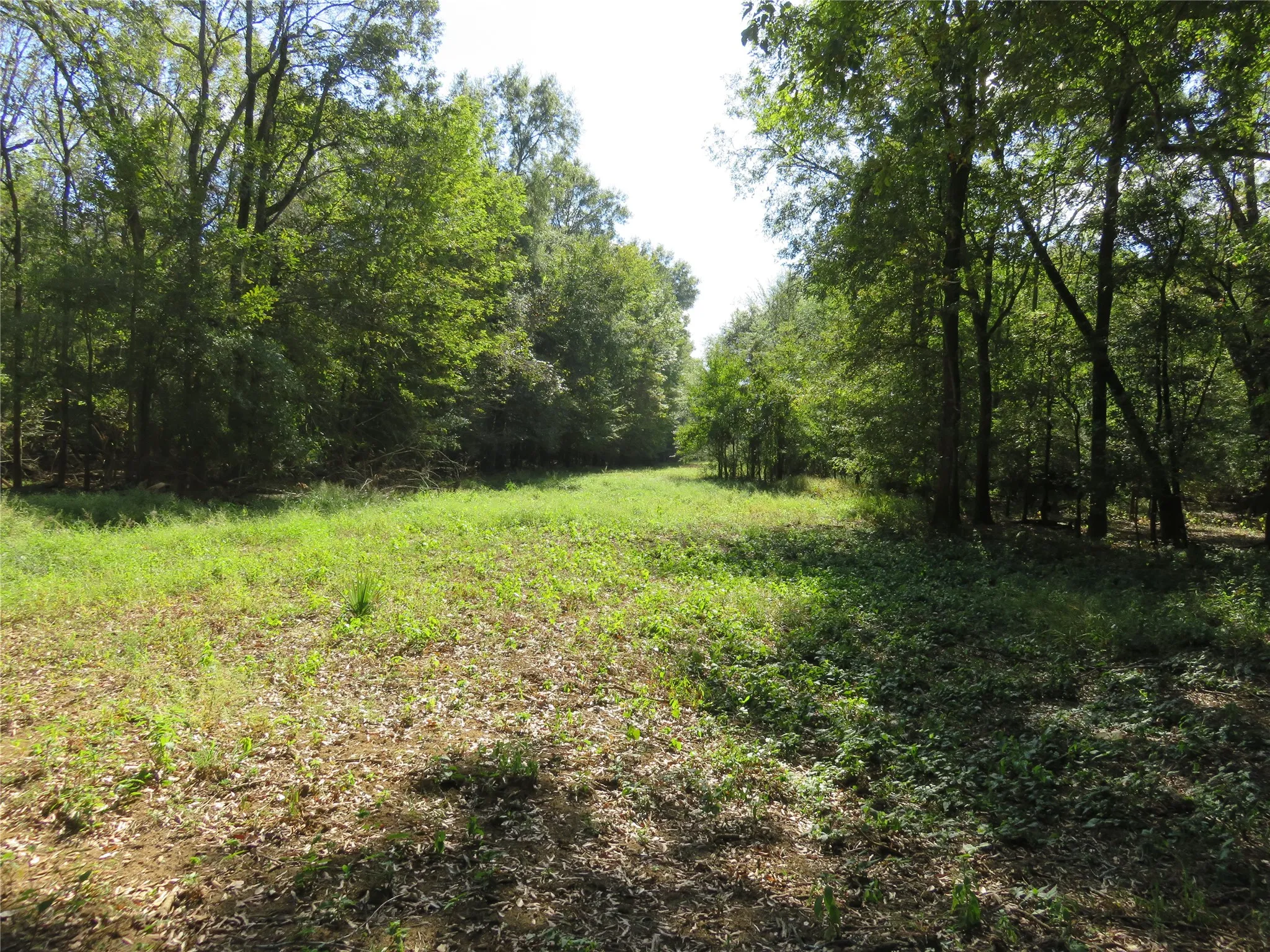 Improved Land For Sale in Nacogdoches County , 9795 Highway 59, Nacogdoches, Texas 75964, 0, 0, Garage spaces, 0 Sqft, built in 0, mls#21409363, Real Estate Agent in Nacogdoches, Homes For Sale in Nacogdoches county, Homes For Sale in Nacogdoches, Realtor in Nacogdoches Texas, Real Estate Brokerage Independent Realty Texas, Luminita Cordes Realtor