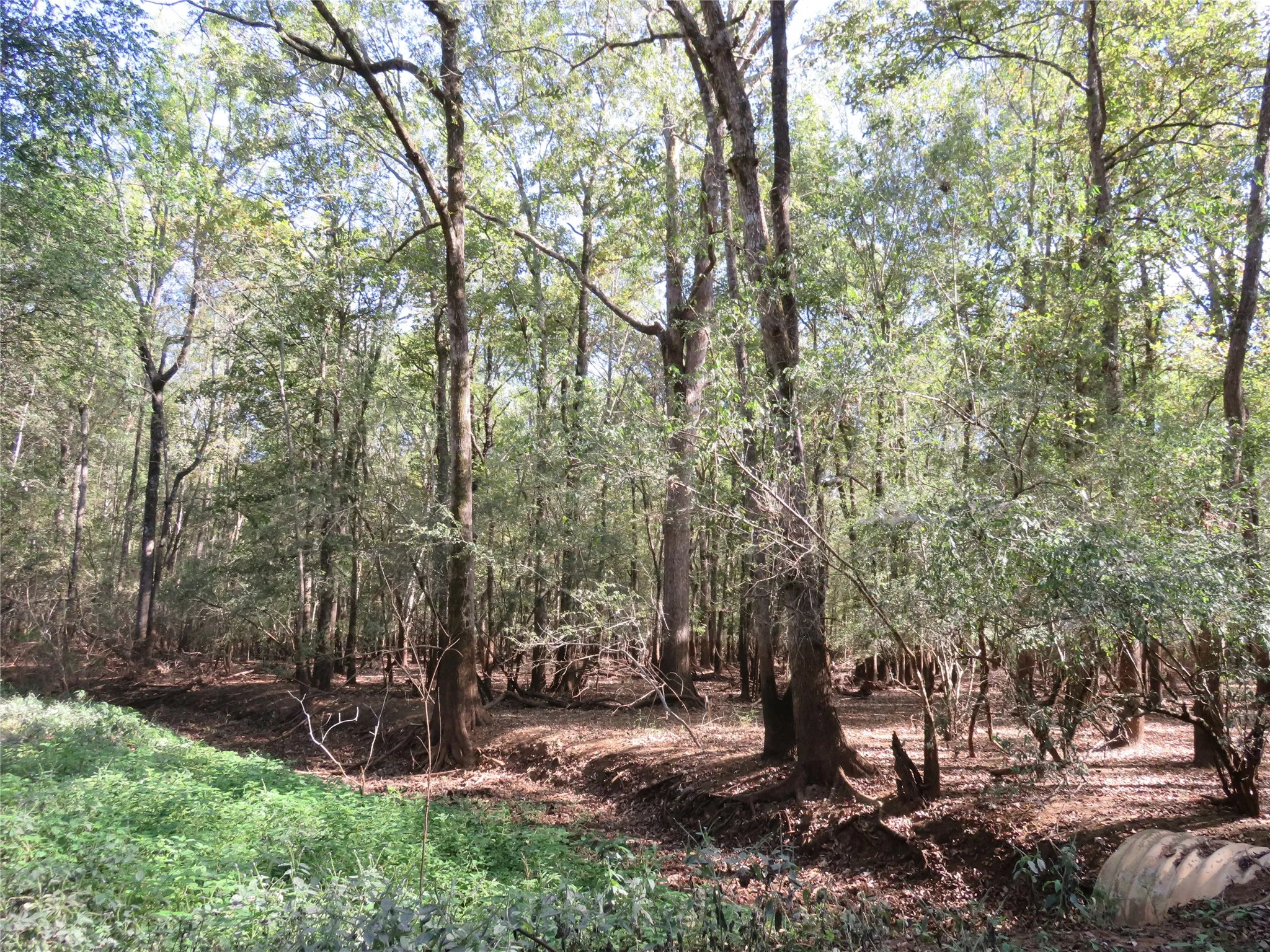 Improved Land For Sale in Nacogdoches County , 9795 Highway 59, Nacogdoches, Texas 75964, 0, 0, Garage spaces, 0 Sqft, built in 0, mls#21409363, Real Estate Agent in Nacogdoches, Homes For Sale in Nacogdoches county, Homes For Sale in Nacogdoches, Realtor in Nacogdoches Texas, Real Estate Brokerage Independent Realty Texas, Luminita Cordes Realtor