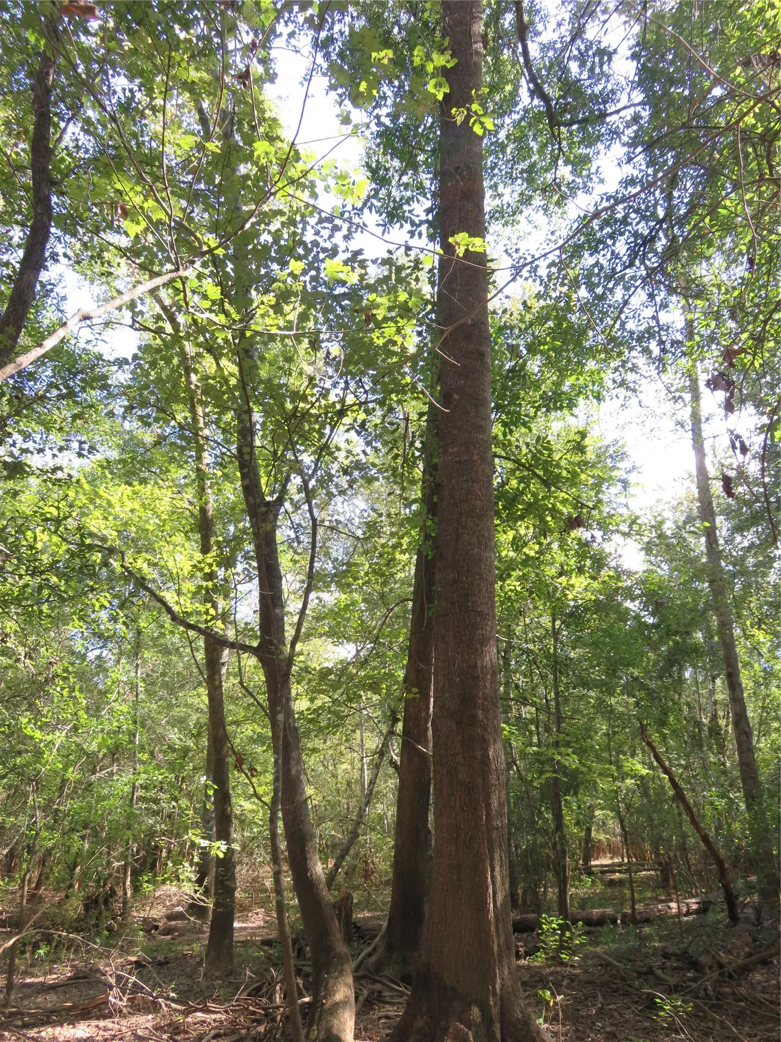 Improved Land For Sale in Nacogdoches County , 9795 Highway 59, Nacogdoches, Texas 75964, 0, 0, Garage spaces, 0 Sqft, built in 0, mls#21409363, Real Estate Agent in Nacogdoches, Homes For Sale in Nacogdoches county, Homes For Sale in Nacogdoches, Realtor in Nacogdoches Texas, Real Estate Brokerage Independent Realty Texas, Luminita Cordes Realtor