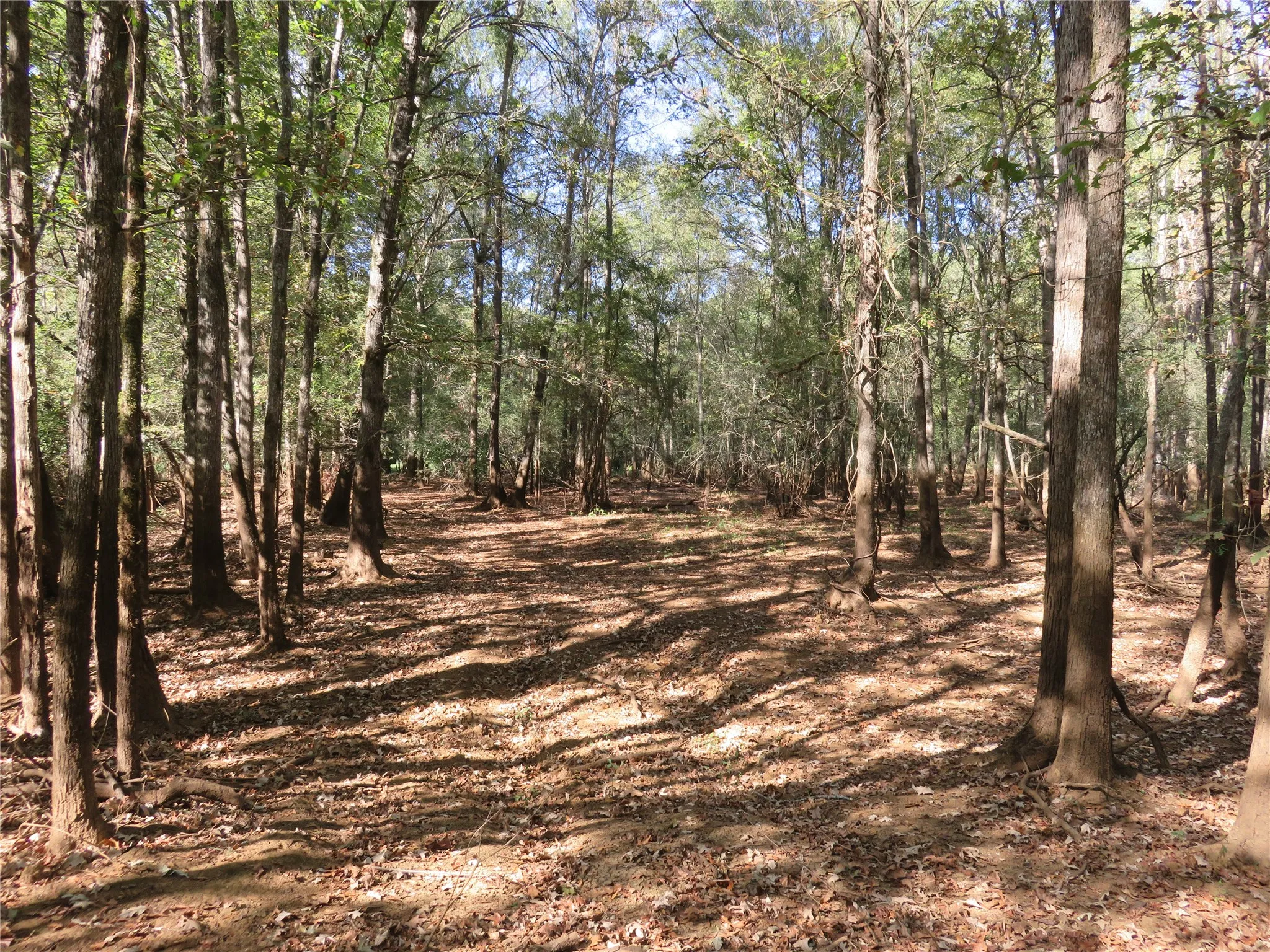 Improved Land For Sale in Nacogdoches County , 9795 Highway 59, Nacogdoches, Texas 75964, 0, 0, Garage spaces, 0 Sqft, built in 0, mls#21409363, Real Estate Agent in Nacogdoches, Homes For Sale in Nacogdoches county, Homes For Sale in Nacogdoches, Realtor in Nacogdoches Texas, Real Estate Brokerage Independent Realty Texas, Luminita Cordes Realtor