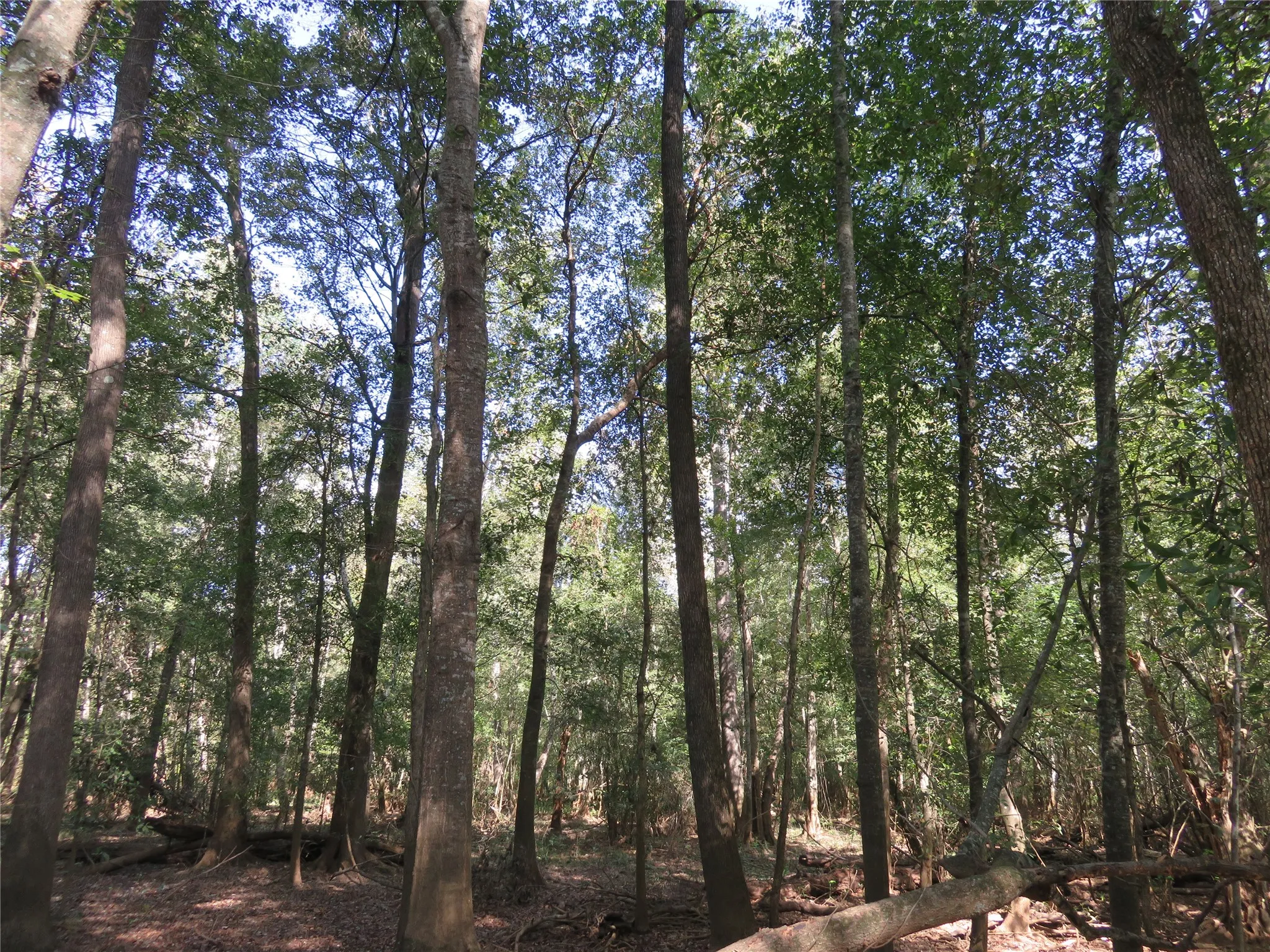 Improved Land For Sale in Nacogdoches County , 9795 Highway 59, Nacogdoches, Texas 75964, 0, 0, Garage spaces, 0 Sqft, built in 0, mls#21409363, Real Estate Agent in Nacogdoches, Homes For Sale in Nacogdoches county, Homes For Sale in Nacogdoches, Realtor in Nacogdoches Texas, Real Estate Brokerage Independent Realty Texas, Luminita Cordes Realtor