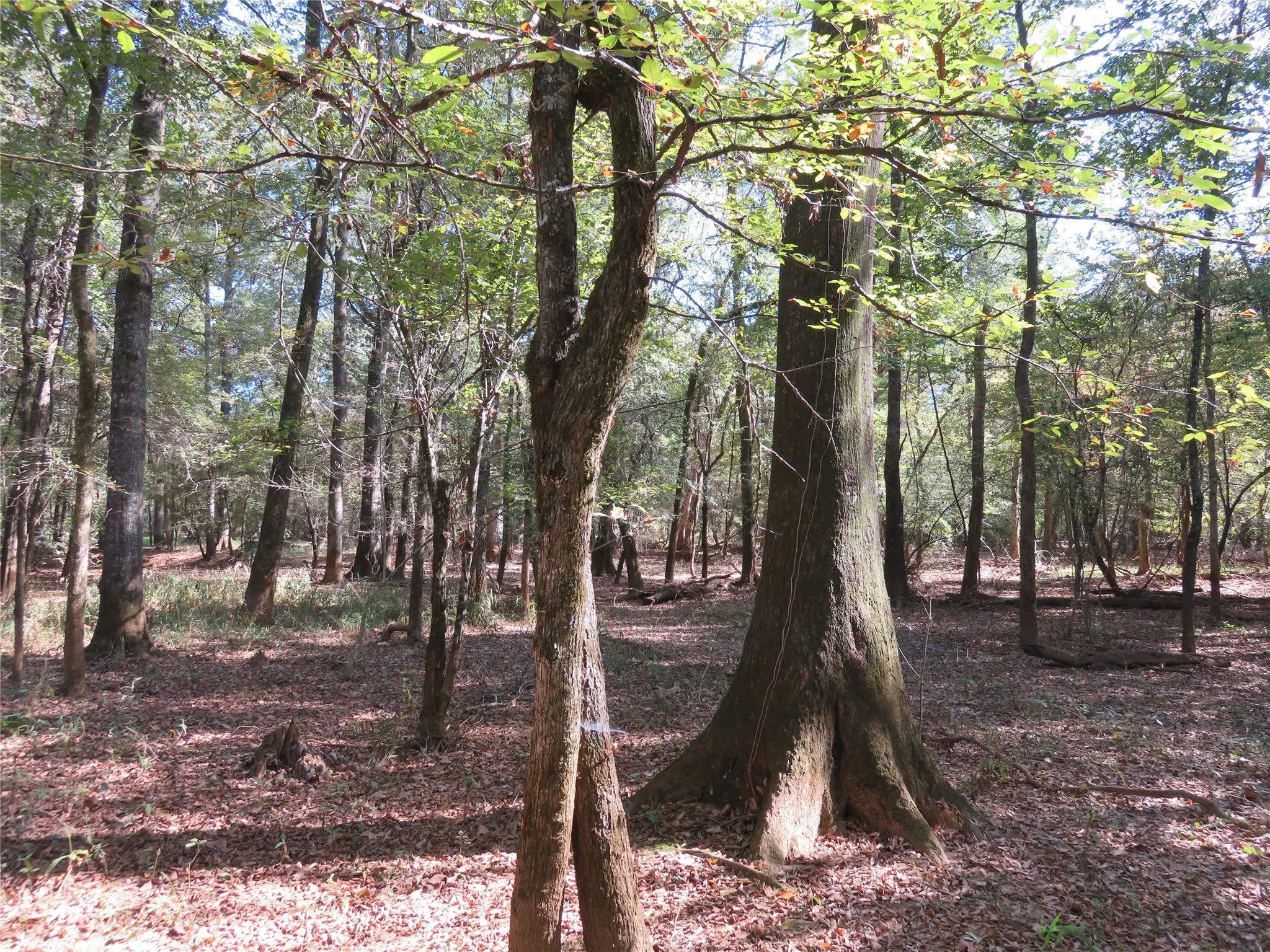 Improved Land For Sale in Nacogdoches County , 9795 Highway 59, Nacogdoches, Texas 75964, 0, 0, Garage spaces, 0 Sqft, built in 0, mls#21409363, Real Estate Agent in Nacogdoches, Homes For Sale in Nacogdoches county, Homes For Sale in Nacogdoches, Realtor in Nacogdoches Texas, Real Estate Brokerage Independent Realty Texas, Luminita Cordes Realtor